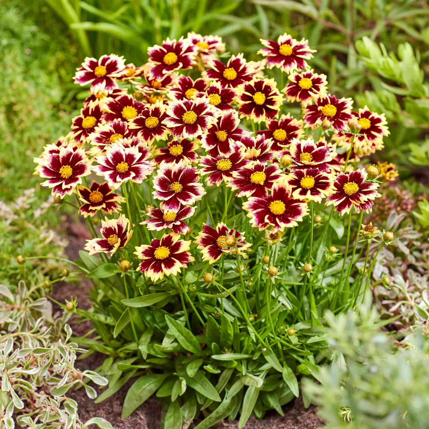 Großblumiges Mädchenauge 'Solar Fancy' Großblumiges Mädchenauge 'Solar Fancy'