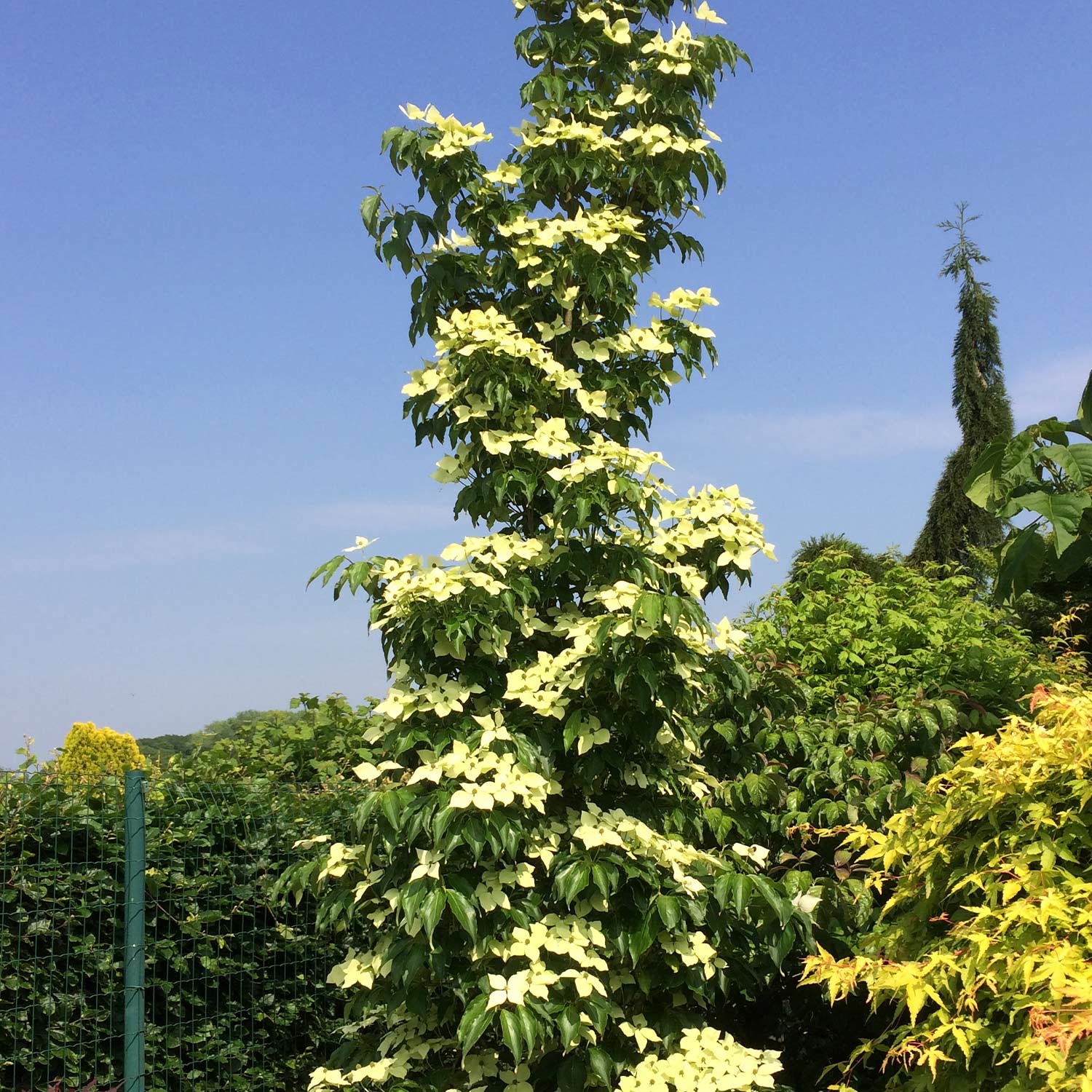 Blumenhartriegel 'Flower Tower' C5 100 - 125 cm Liefergröße: 100 - 125 cm