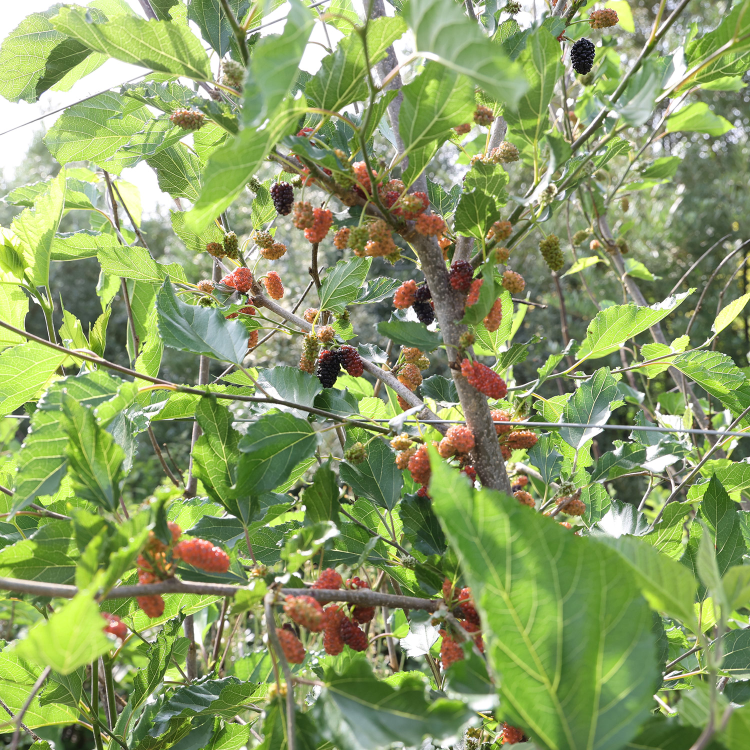 Kategorie <b>Obst </b> - Maulbeere 'Bombyx® Sisiphus Everbearing' - Morus alba 'Bombyx Sisiphus Everbearing'