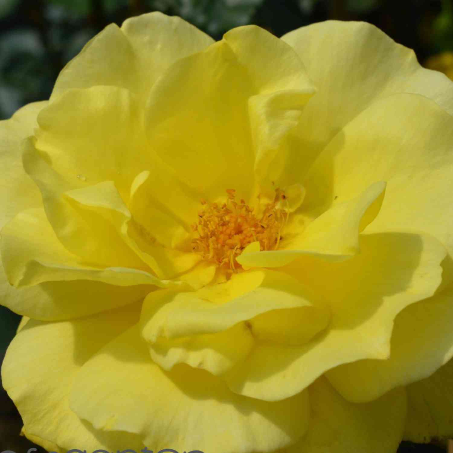 Beetrose 'Friesia®' - ADR-Rose Beetrose 'Friesia®' - ADR-Rose