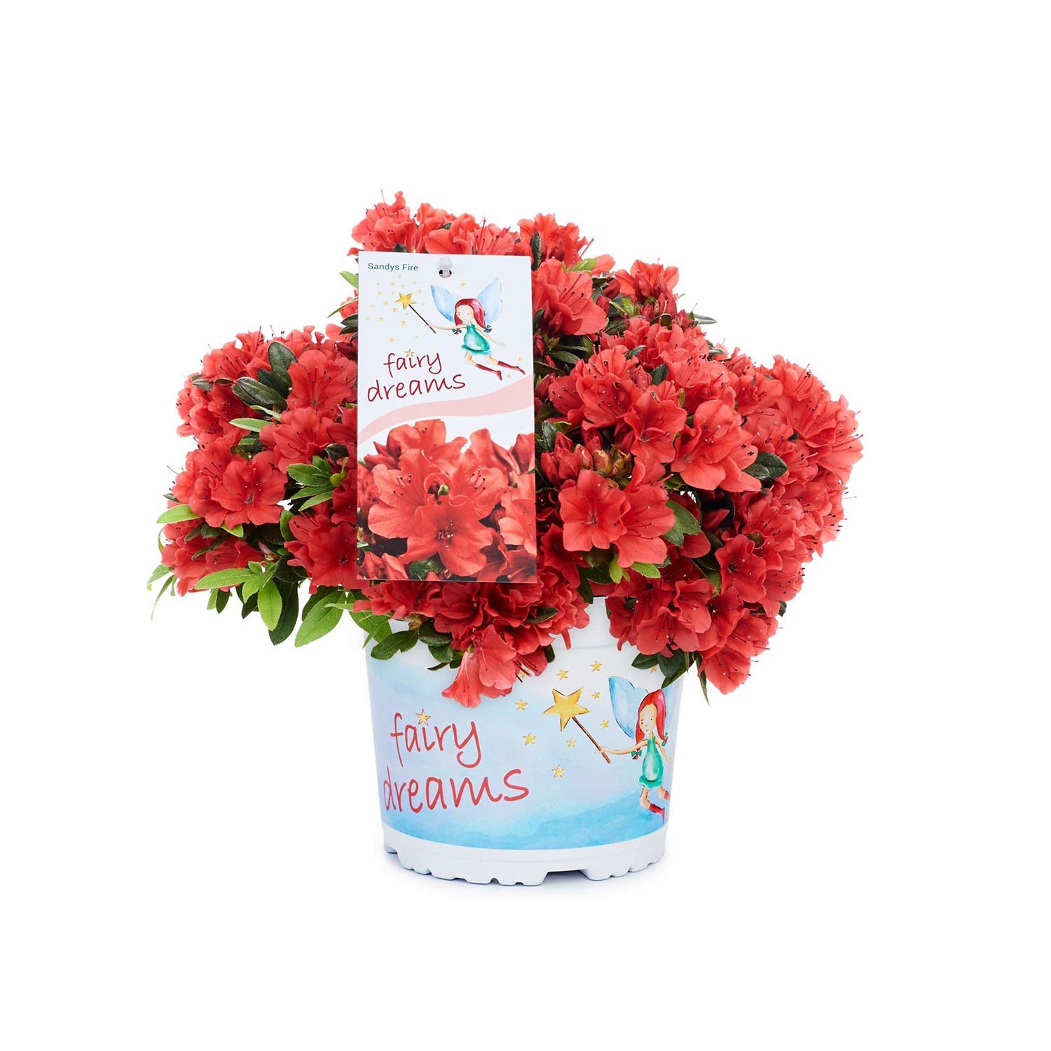 Feenland Azalee 'Fairy Dreams® Sandy's Fire®' Liefergröße: 20 - 25 cm