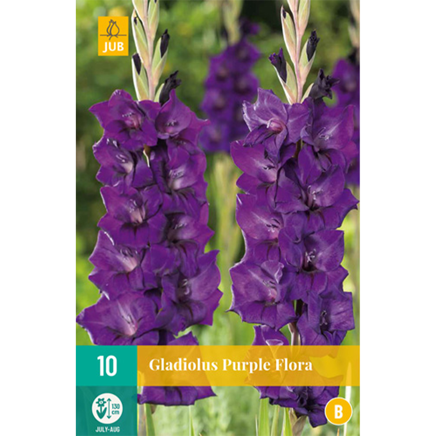 Gladiole 'Purple Flora' - 10 Stück Lieferform: Blumenzwiebelbeutel mit Bildkarte