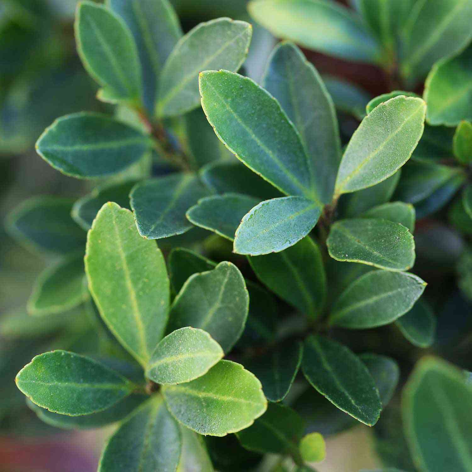 Niedriger Berg-Ilex 'Stokes'