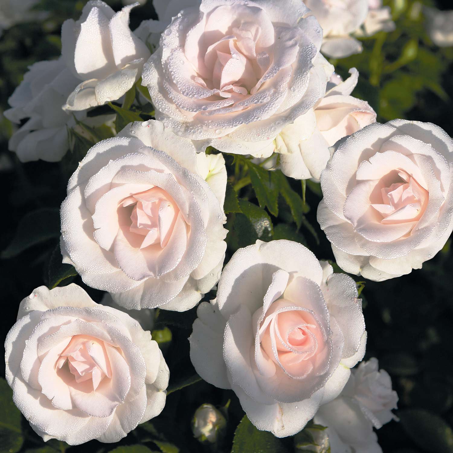 Beetrose 'Aspirin®' ADR-Rose Beetrose 'Aspirin®' ADR-Rose