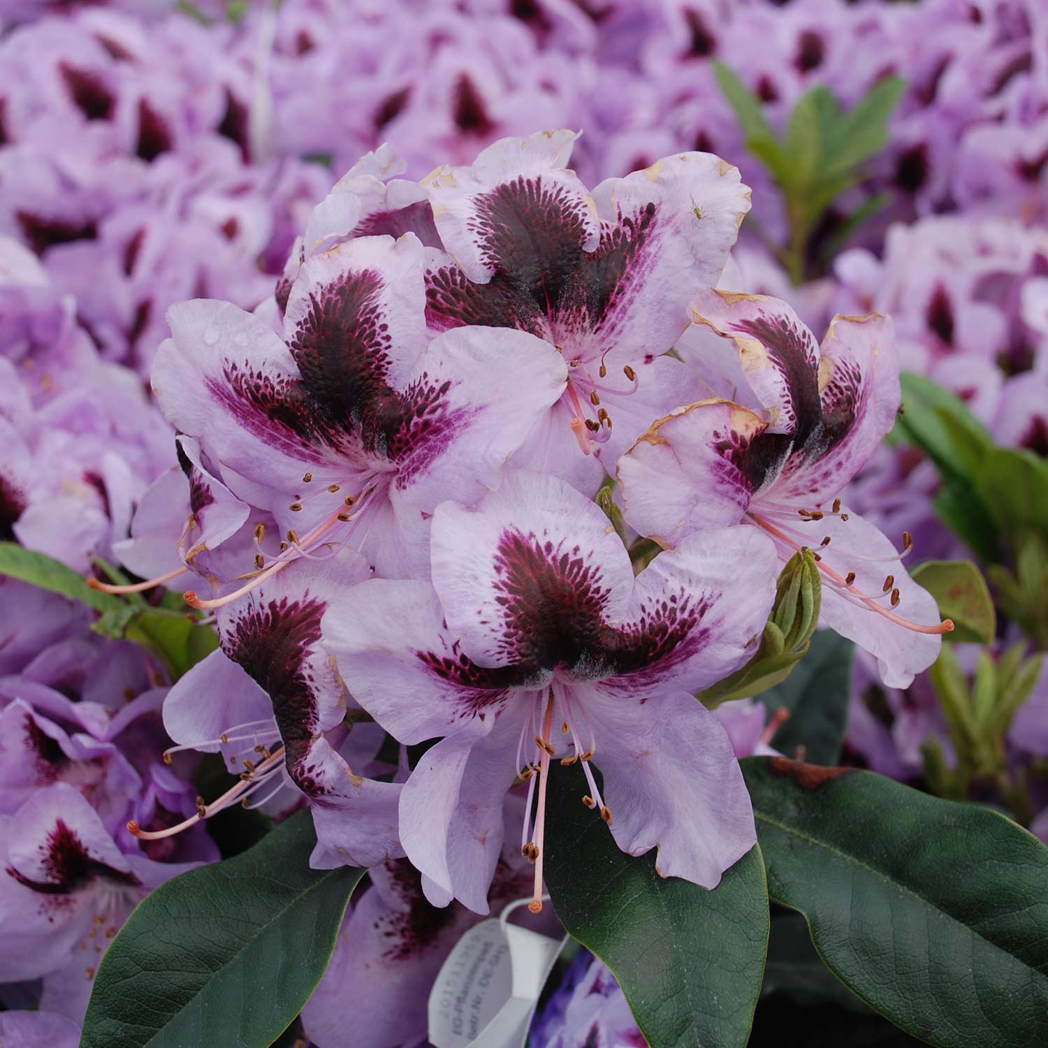 Rhododendron 'Metallica' 5 Liter Container, 30 - 40 cm - Easydendron® Liefergröße: 30 - 40 cm