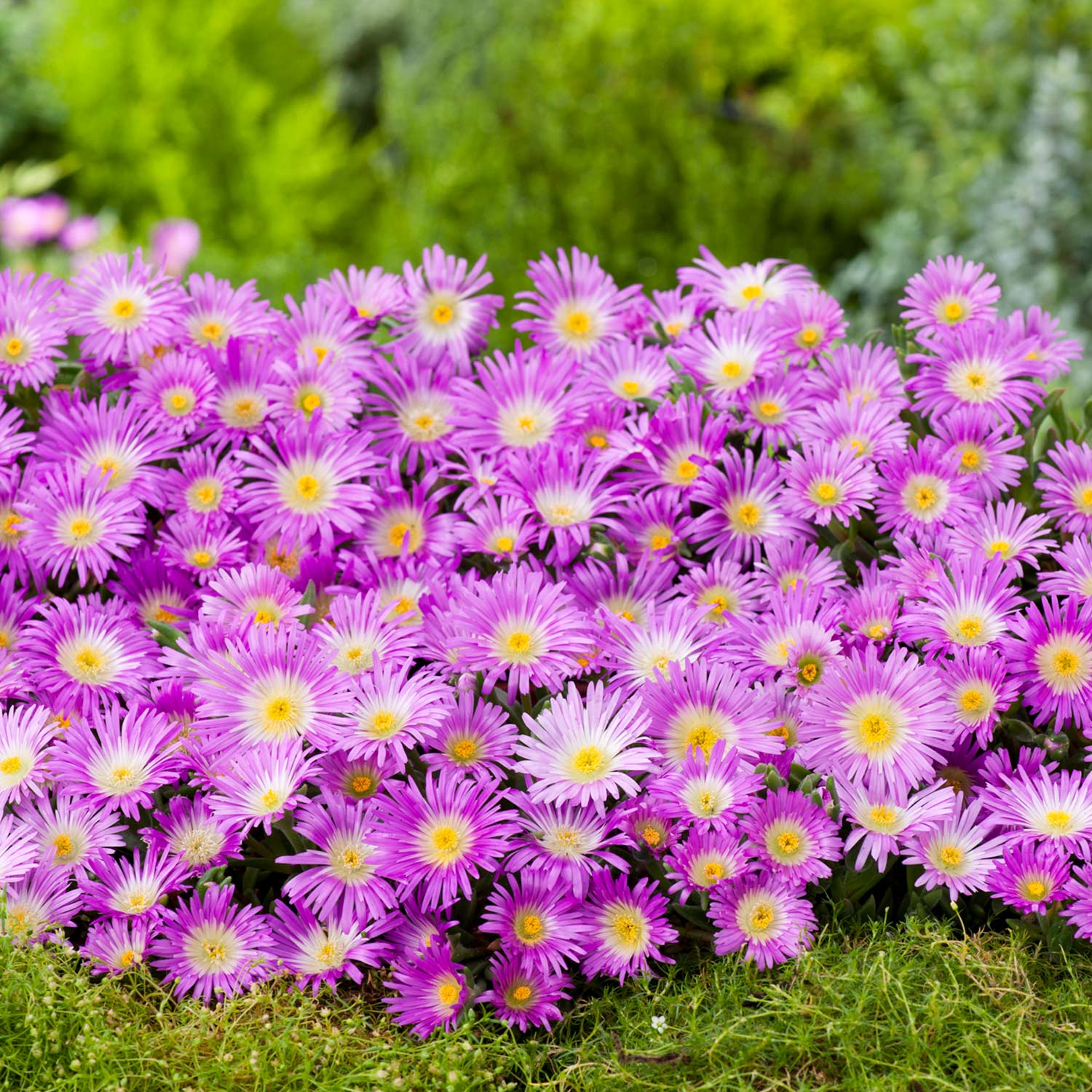 Kategorie <b>Stauden </b> - Mittagsblume (purpur) - 3 Stück Liefergröße: , 3 Stück - Delosperma sutherlandii