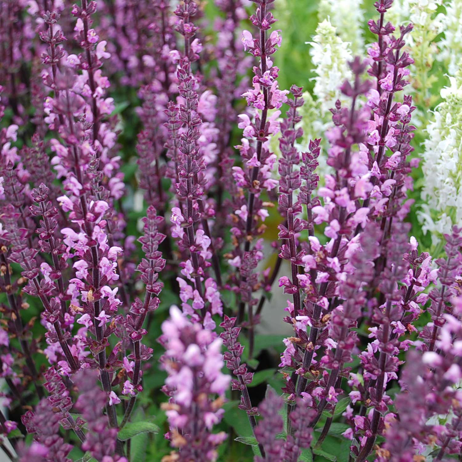 Wiesen-Salbei Wiesen-Salbei