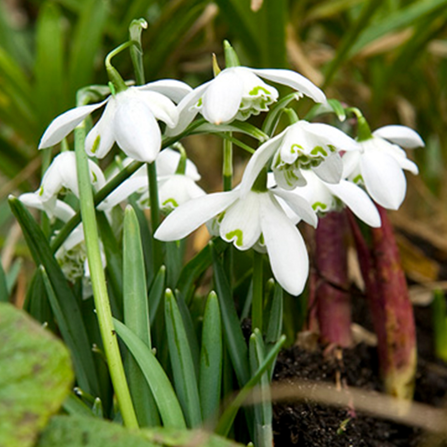 Gefüllte-Schneeglöckchen 'Flore Pleno' - 7 Stück Liefergröße: Zwiebelgrösse 5/+