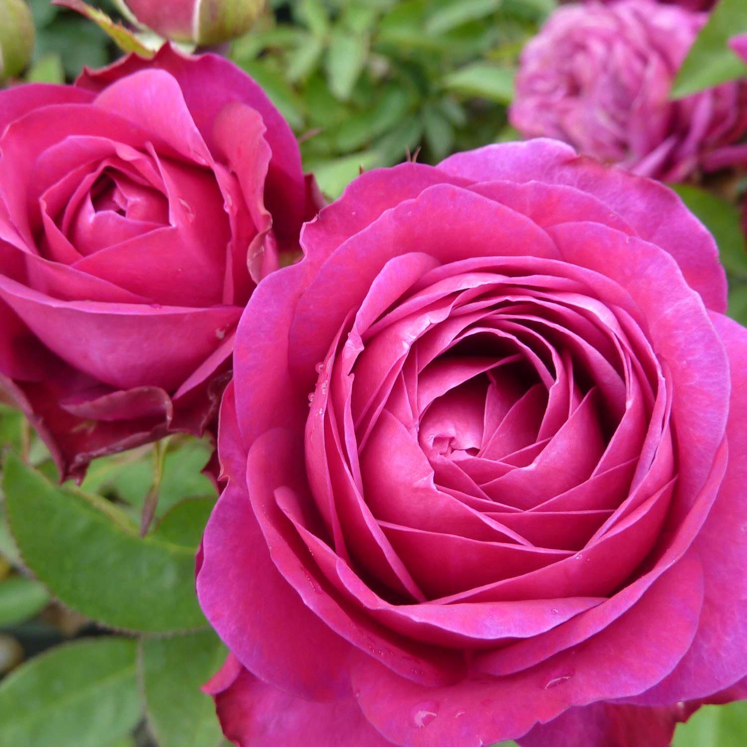 Zwergrose (Beetrose) 'Heidi Klum Rose®' Wurzelnackte Pflanze Liefergröße: mind. 3 starke Triebe