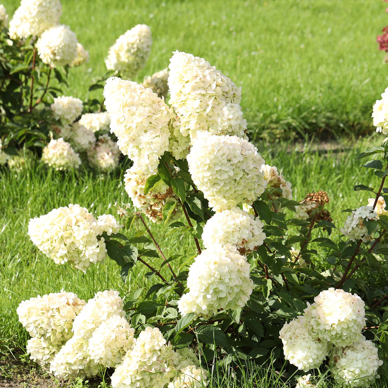 Rispenhortensie 'Polar Bear®' C3 30 - 40 cm Liefergröße: 30 - 40 cm