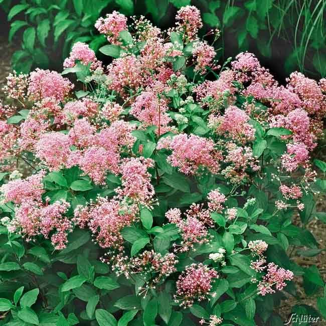 Säckelblume 'Marie Rose' C3 40/60 Liefergröße: 40 - 60 cm