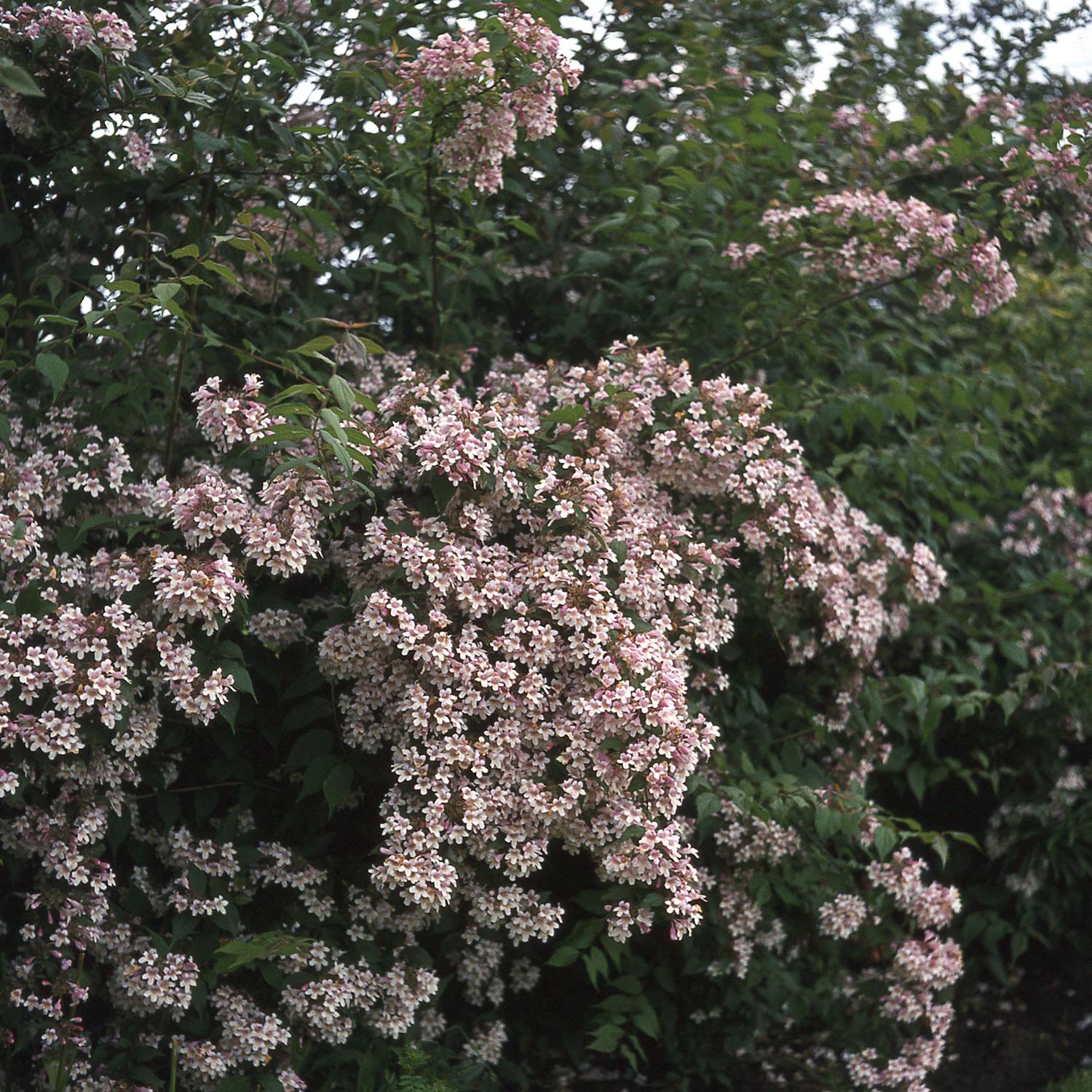Kolkwitzie - Perlmuttstrauch 'Rosea' C3 60 - 80 cm Liefergröße: 60 - 80 cm