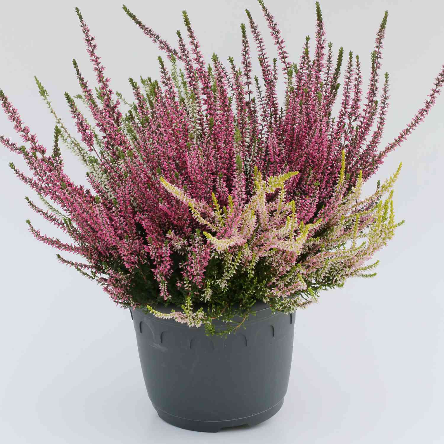 Sommerheide 'Quattro' - 4 in 1 (Garden Girls®) - Knospenblüher