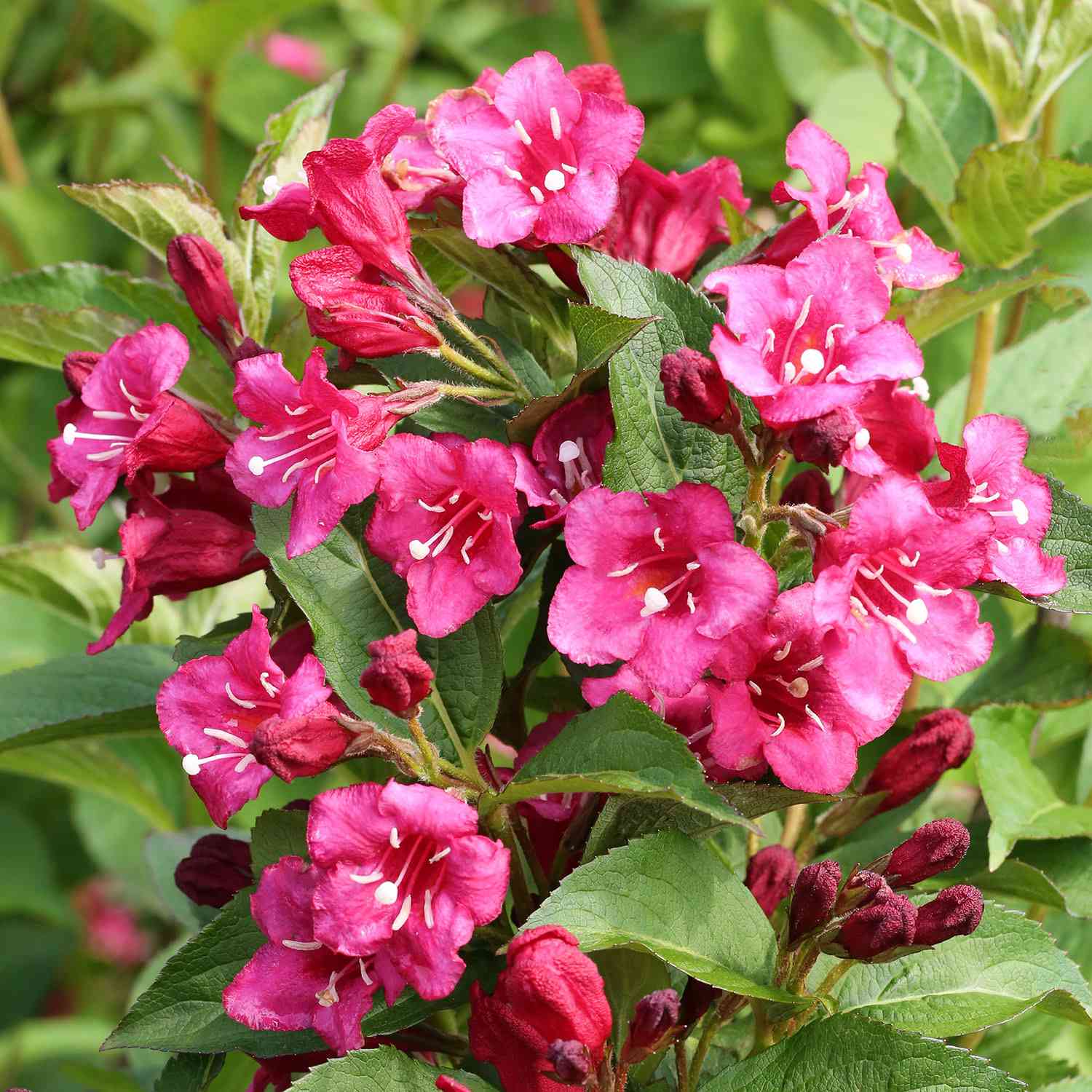 Weigelie 'Bristol Ruby'