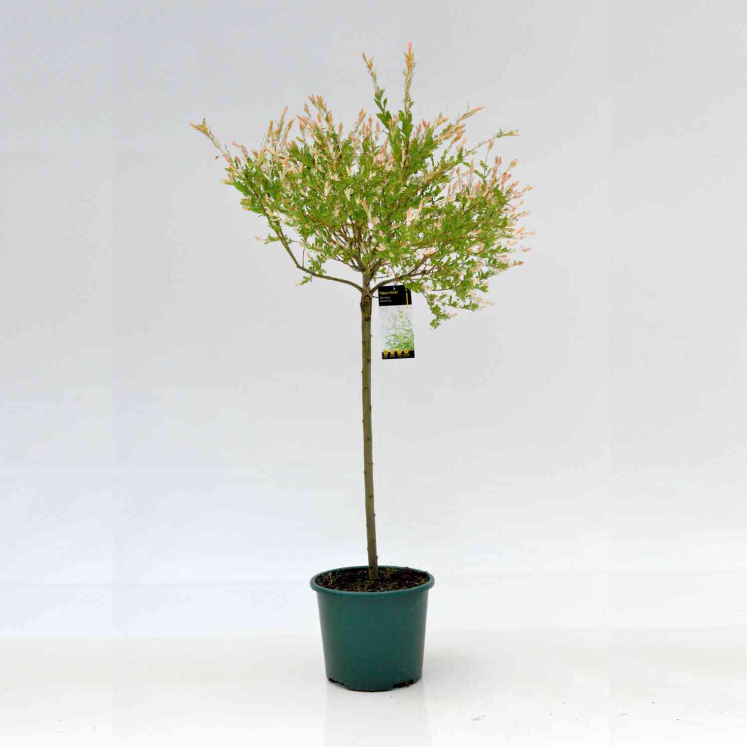 Weißbunte Japanweide 'Hakuro Nishiki' - Stamm
