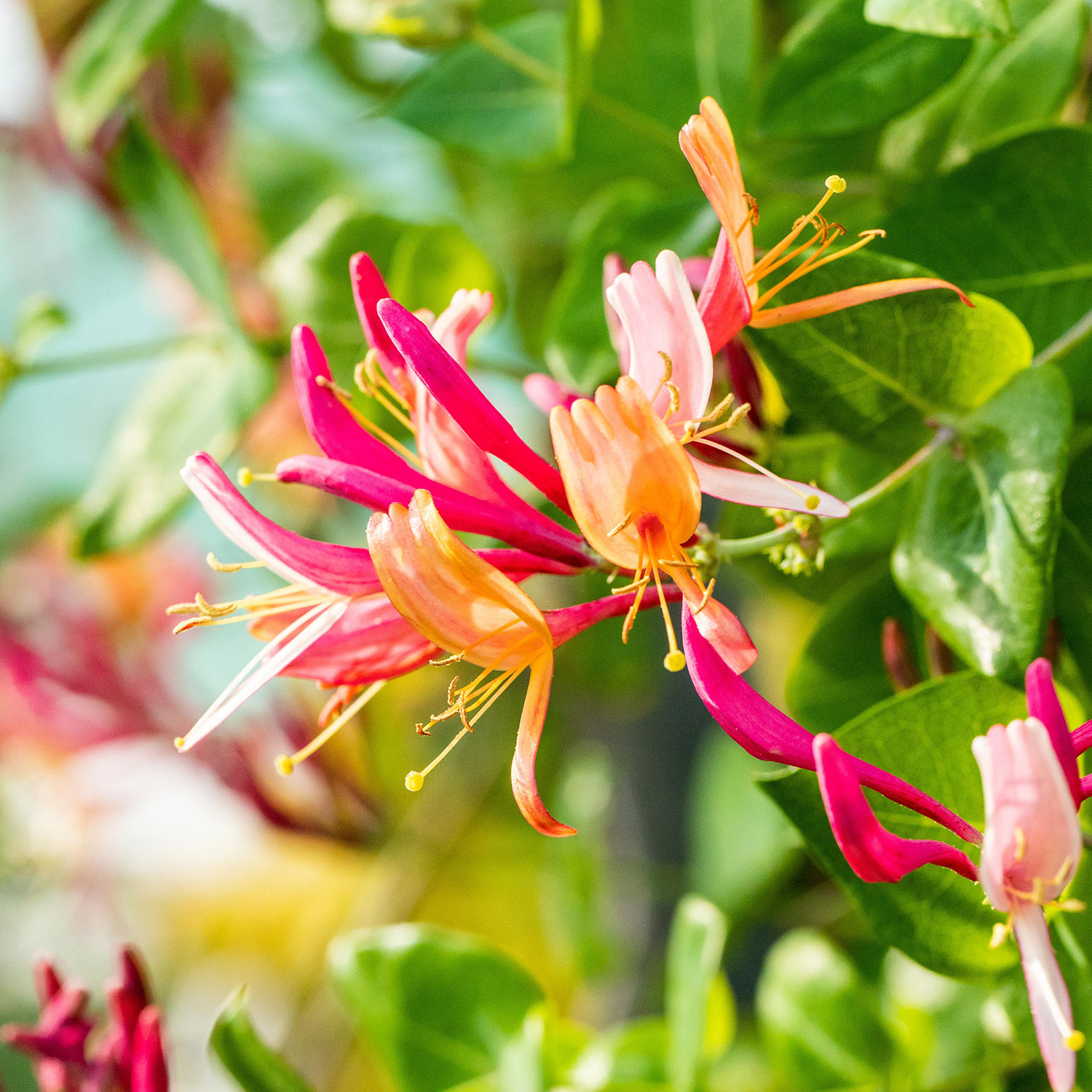 Geißblatt 'Goldflame' Geißblatt 'Goldflame'