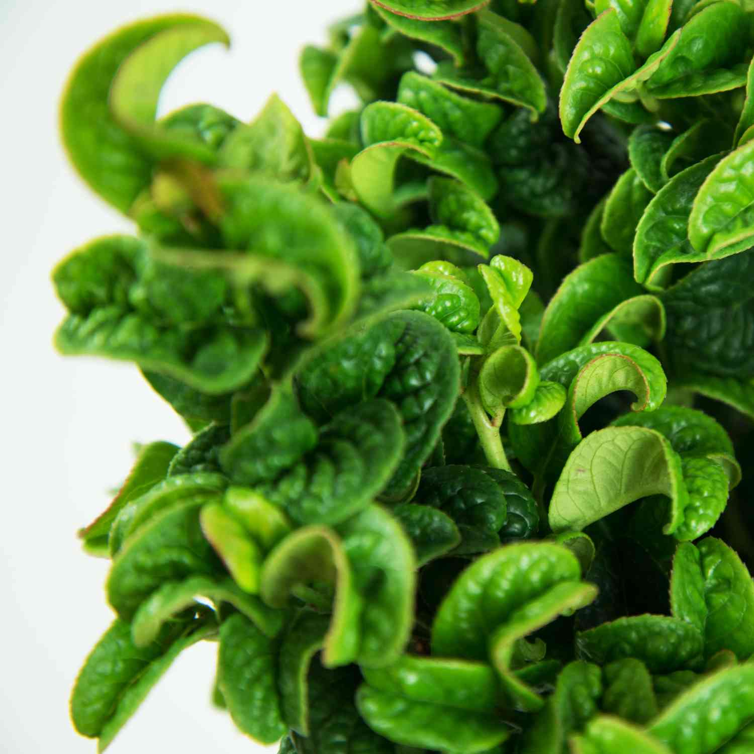 Traubenheide 'Curly Red®'