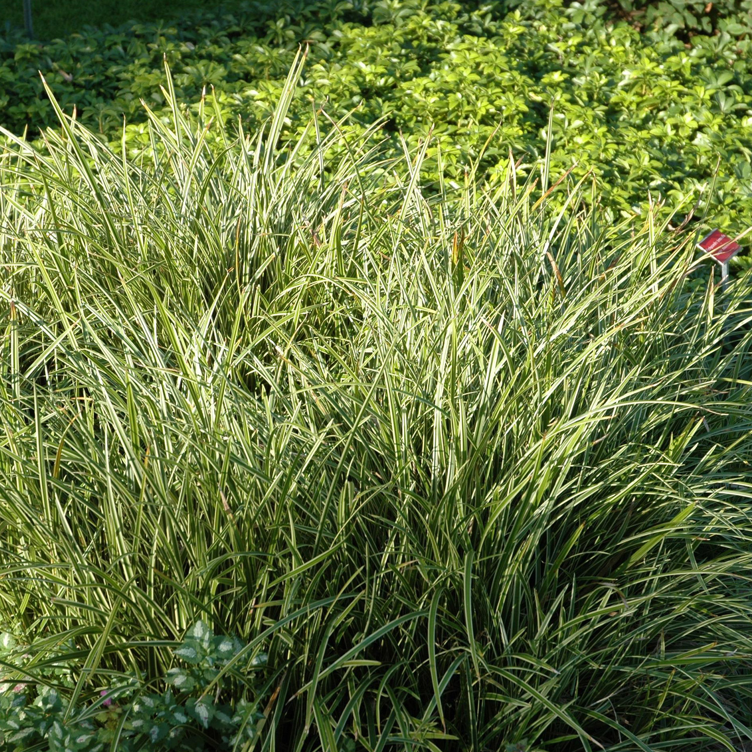 Bunte Segge 'Ice Dance' Staude des Jahres 2015 9 cm Topf Lieferform: Im 9 cm Topf