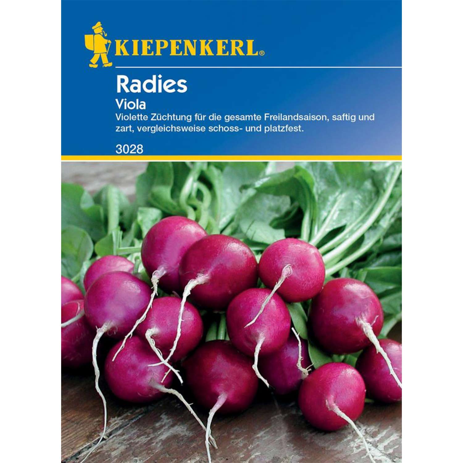 Radies 'Viola' Lieferform: Portionssaatgut