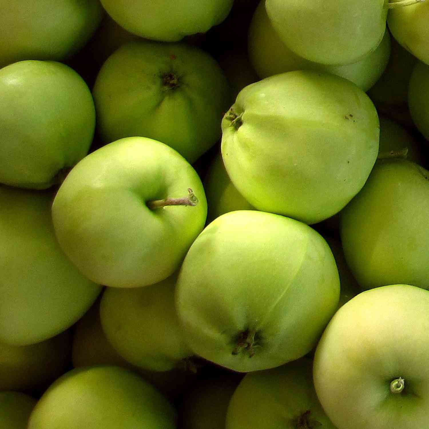 Augustapfel - Weißer Klarapfel der perfekte Befruchter