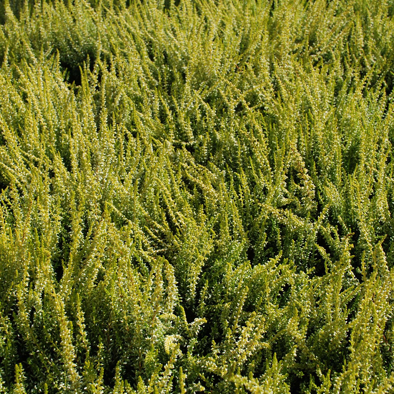 Winterharte Knospenheide 'Sandy' (Garden Girls®) Winterharte Knospenheide 'Sandy' (Garden Girls®)