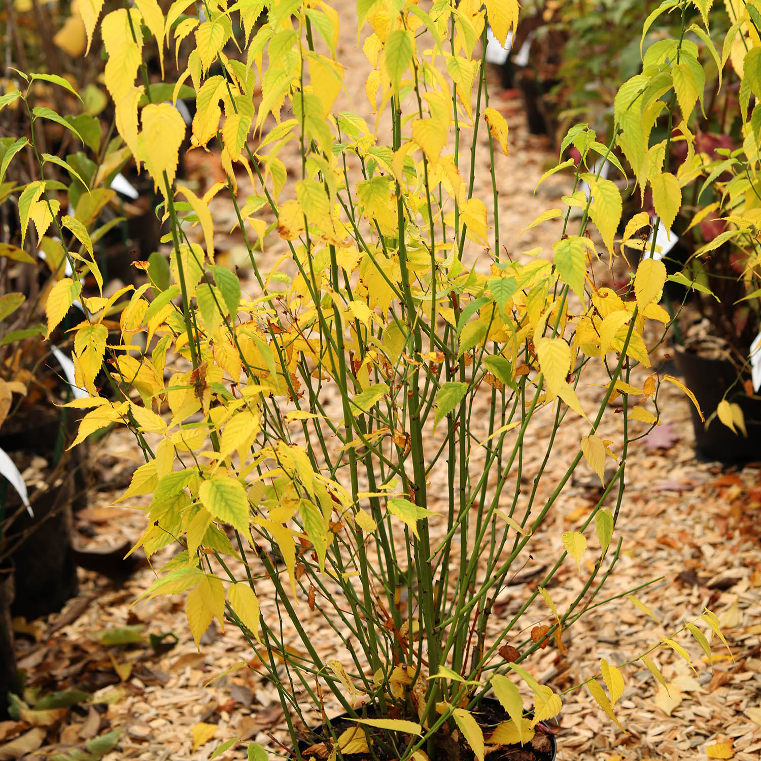 Gelbbunter Ranunkelstrauch 'Golden Guinea' Liefergröße: 80 - 100 cm