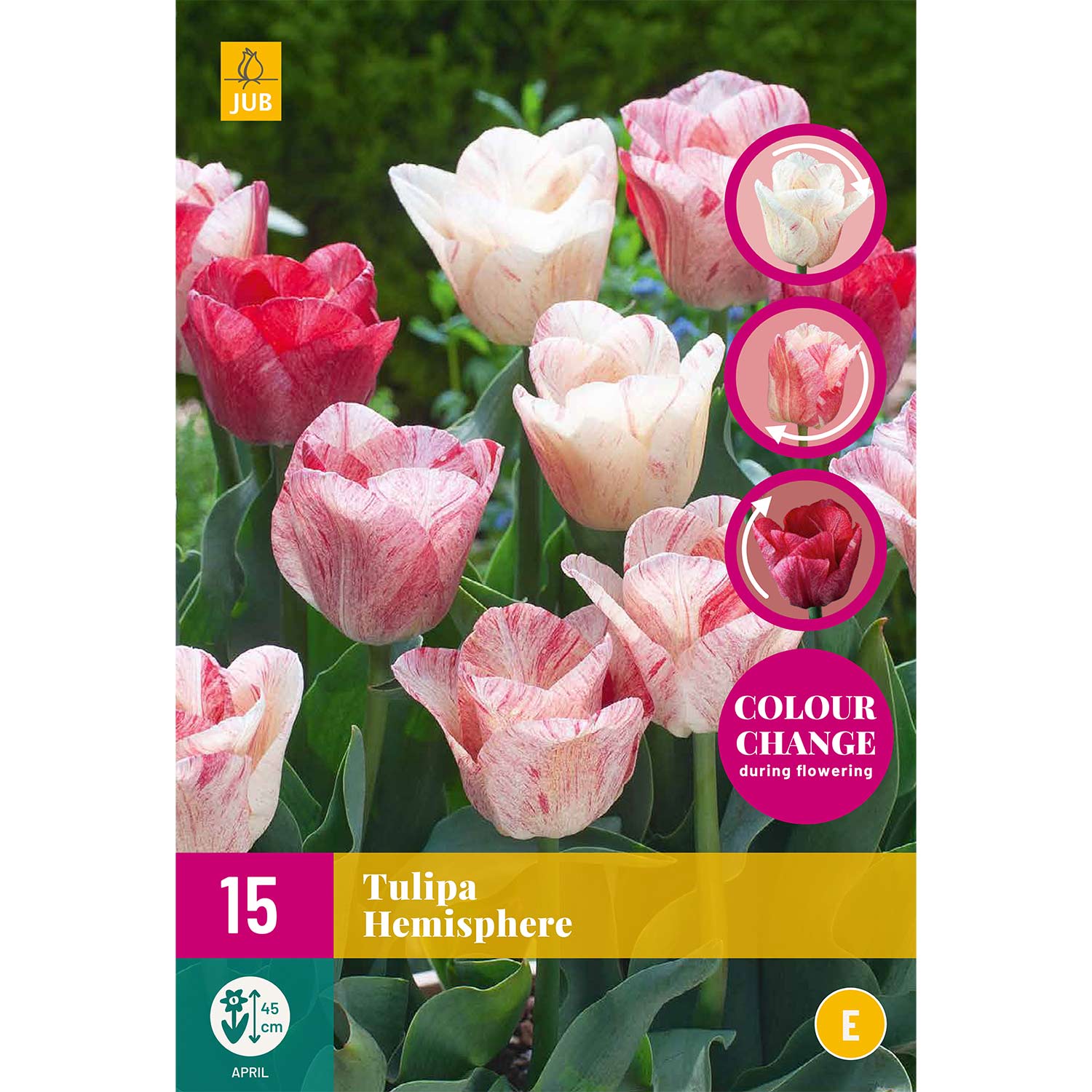 Triumph-Tulpe 'Hemisphere®' - 12 Stück Liefergröße: Zwiebelgröße 11/12