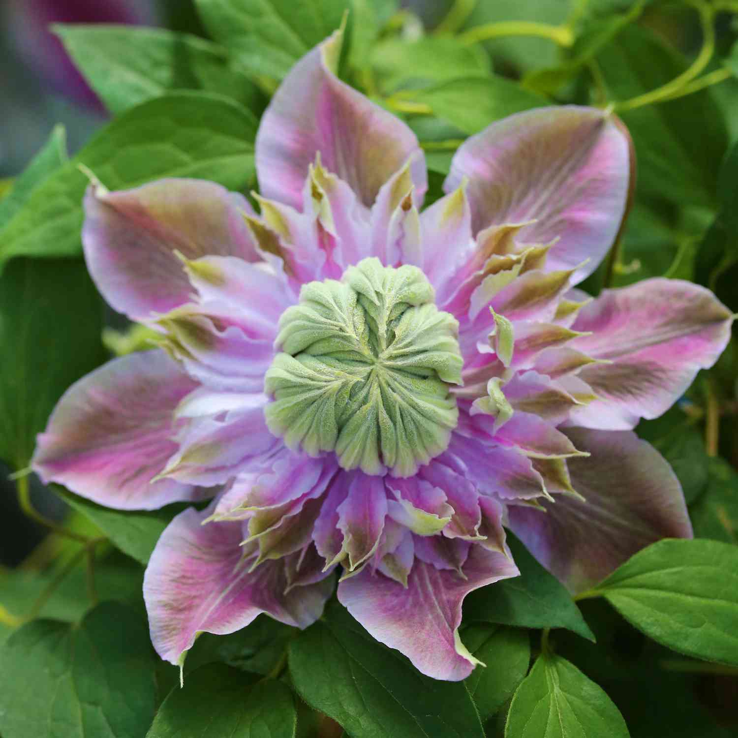 Clematis 'Josephine' TM Evijohill (N)