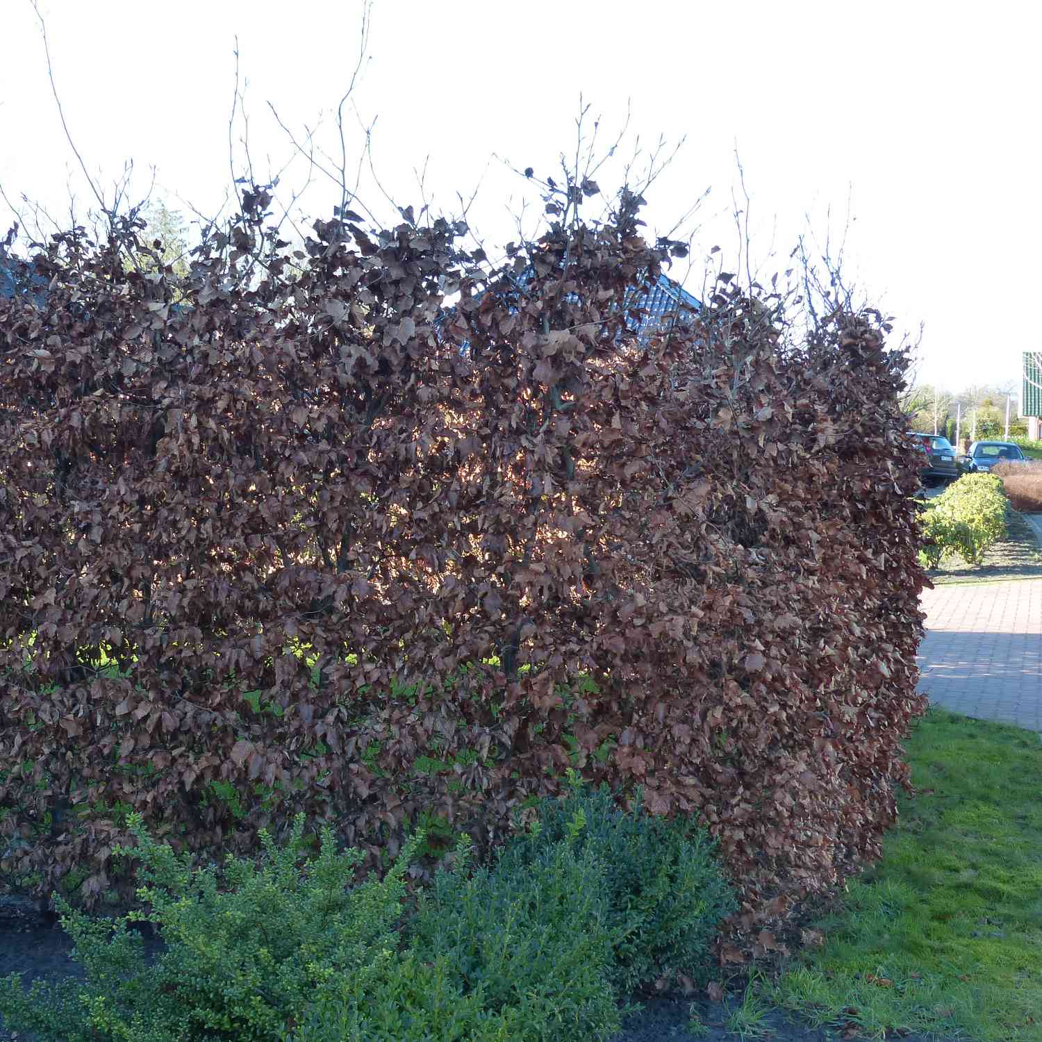 Weißbuche/Hainbuche Weißbuche/Hainbuche