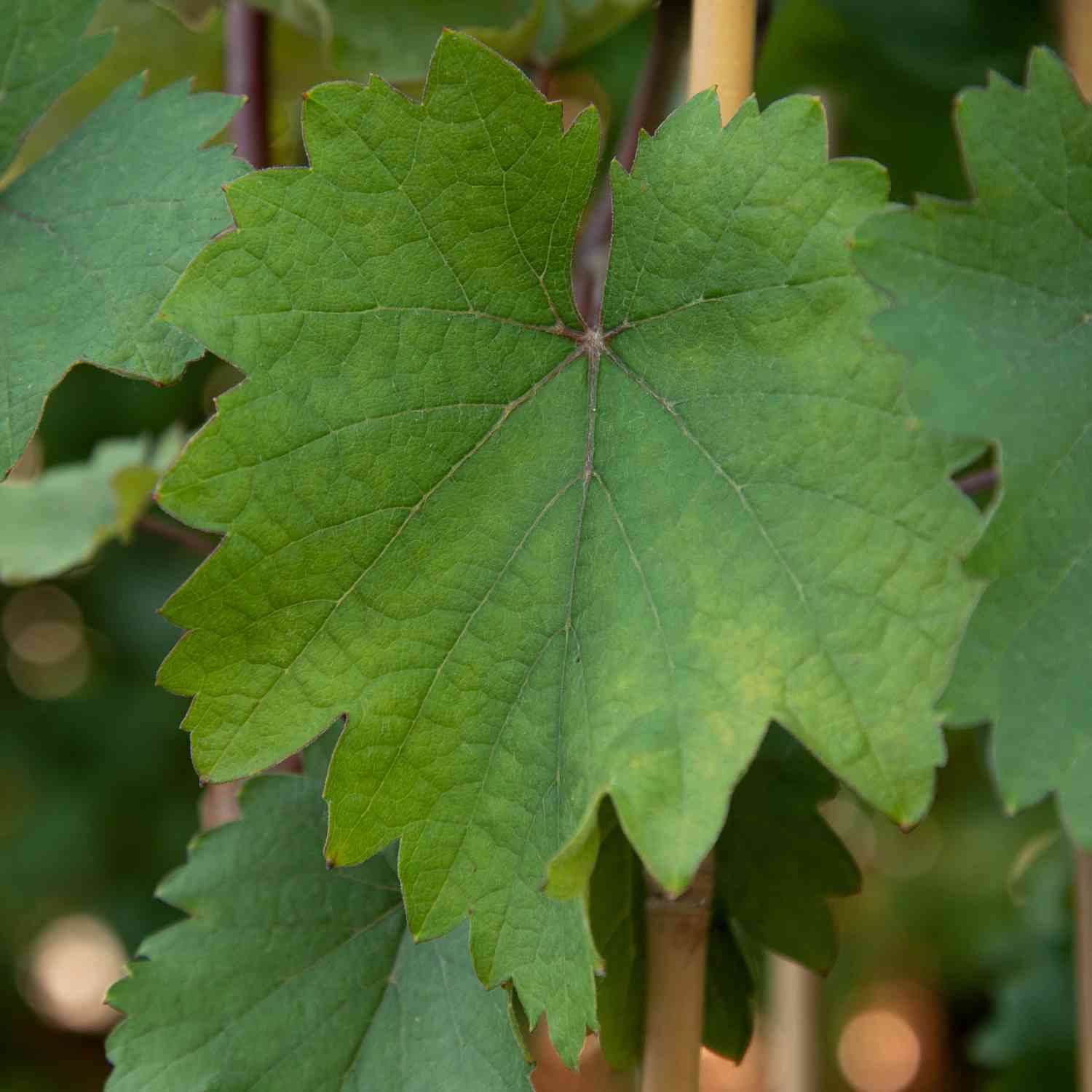 Weintraube 'Romulus'