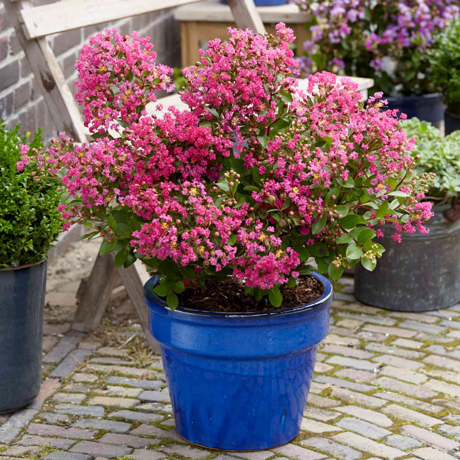 Flieder des Südens 'With Love® Kiss'