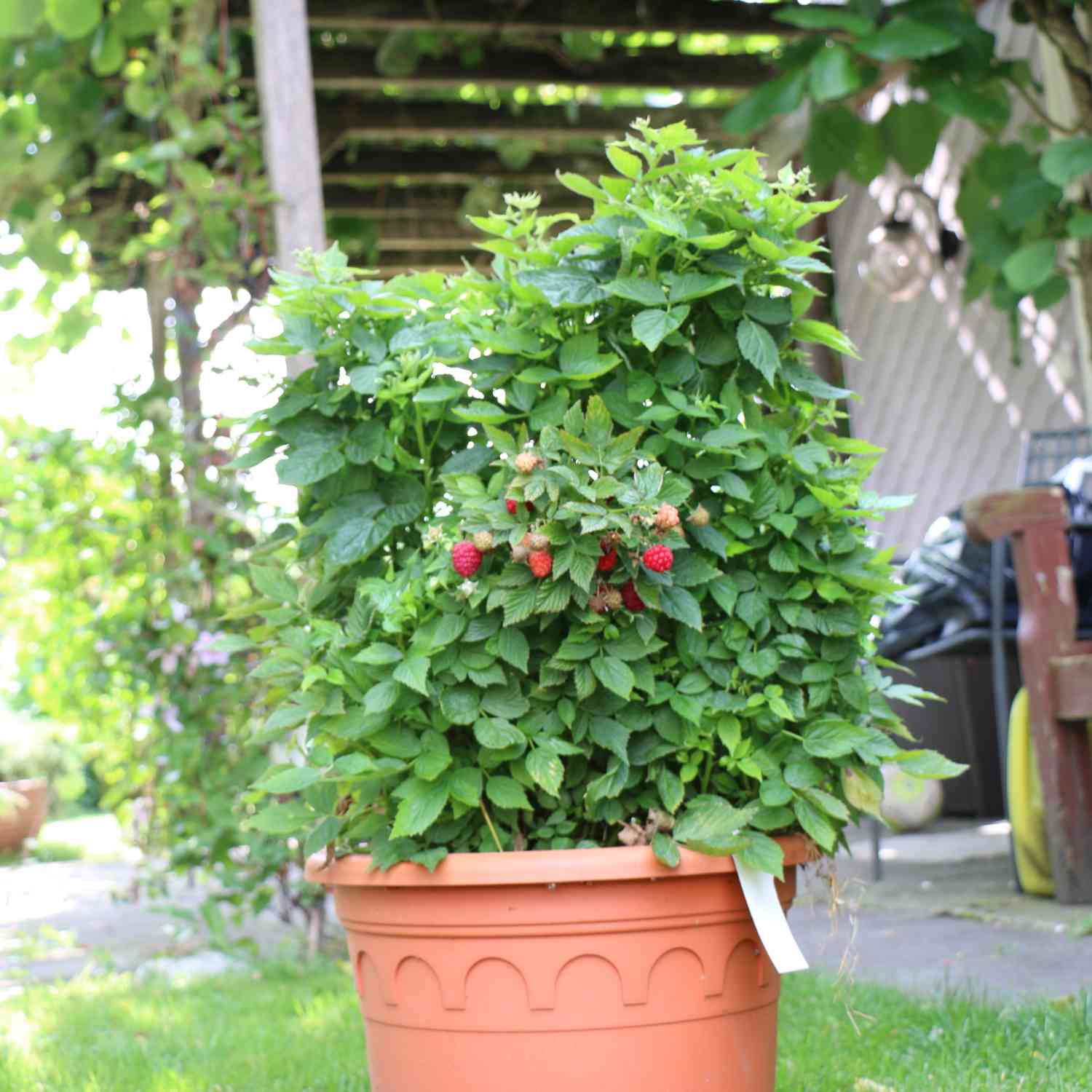Zwerg-Himbeere Lowberry® 'Baby Dwarf®'