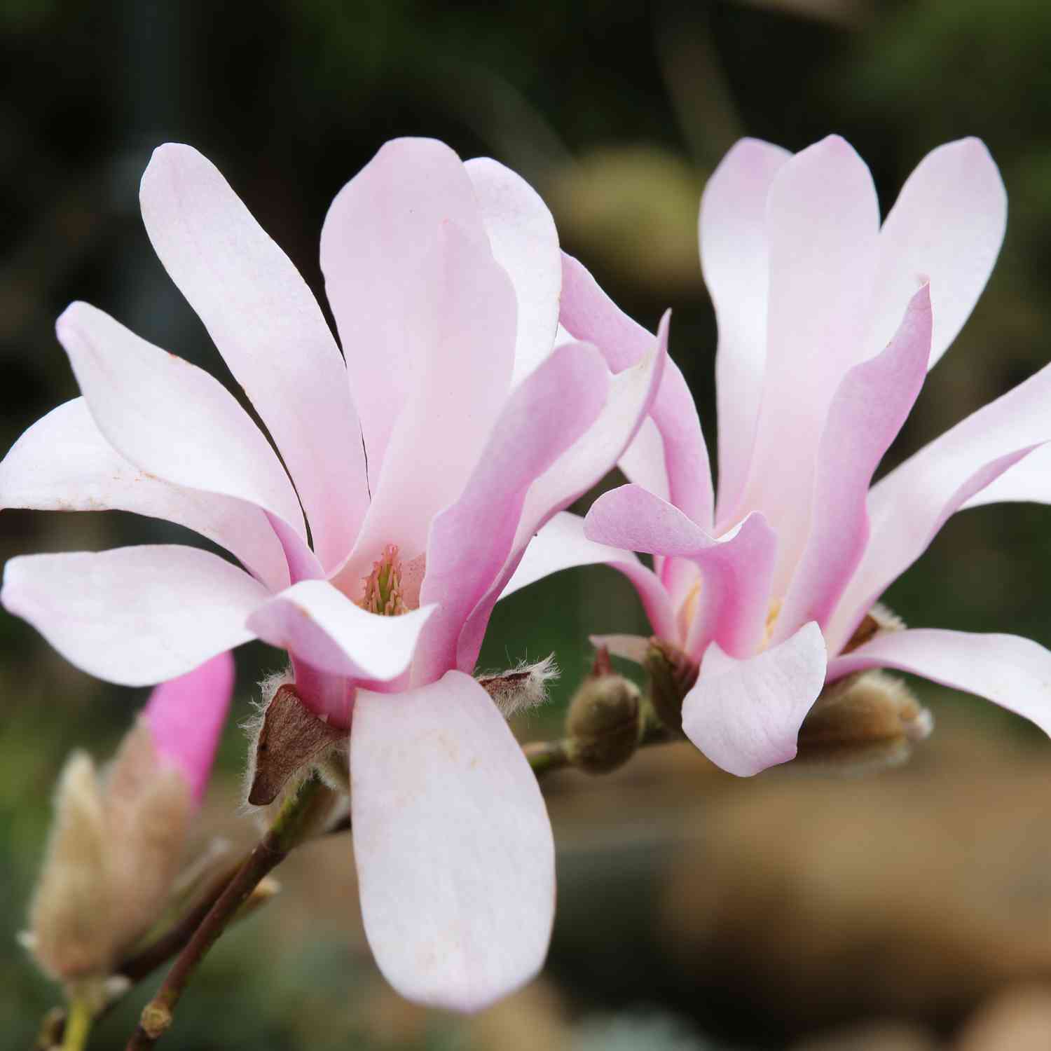 Sternmagnolie 'George Henry Kern'