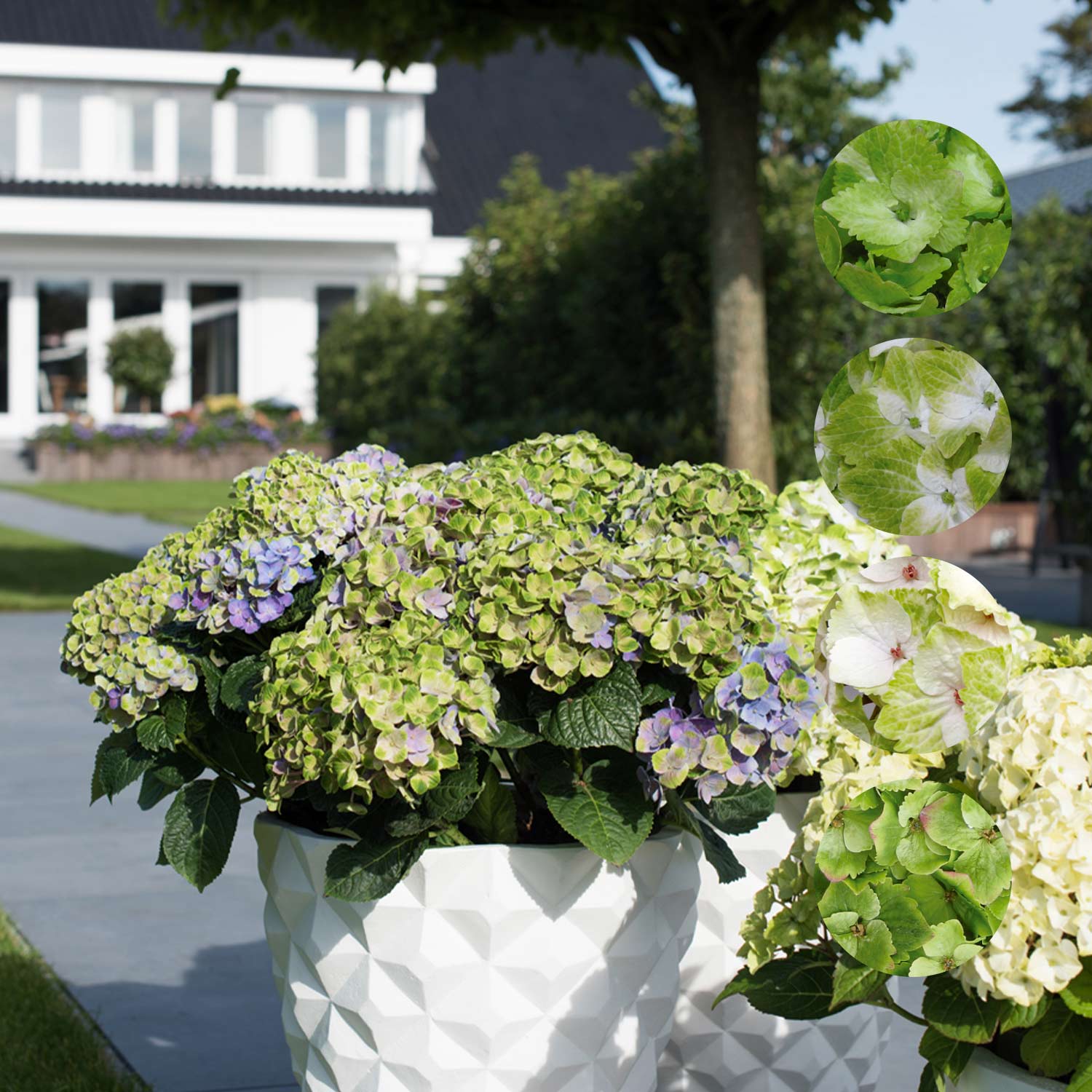 Hortensie Magical® 'Noblesse' Liefergröße: 30 - 40 cm