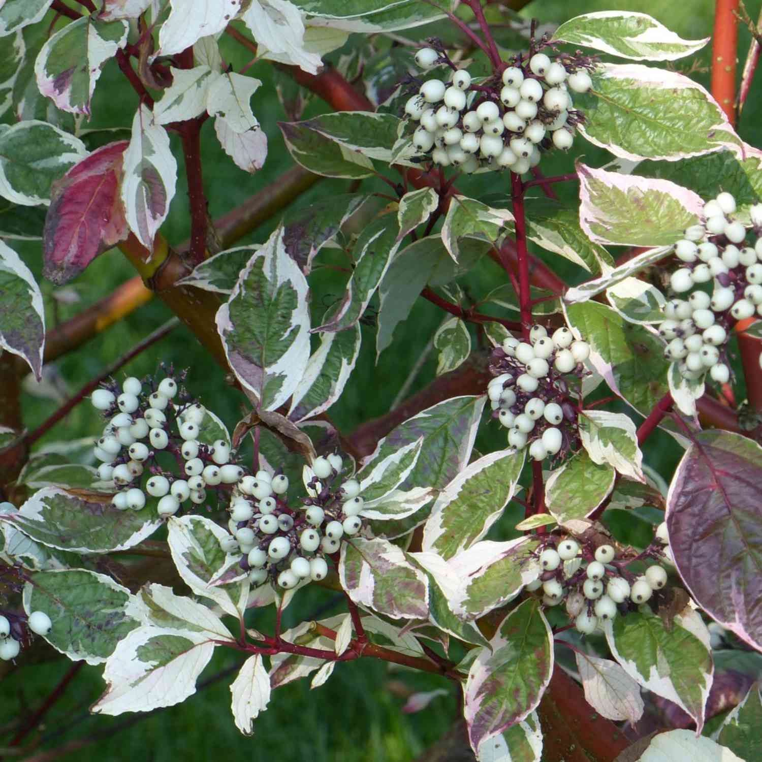 Weißgrüner Purpurhartriegel Weißgrüner Purpurhartriegel