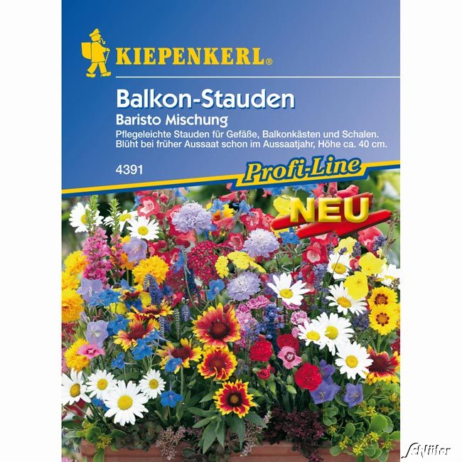 Balkon-Stauden 'Baristo Mischung' Lieferform: Portionssaatgut