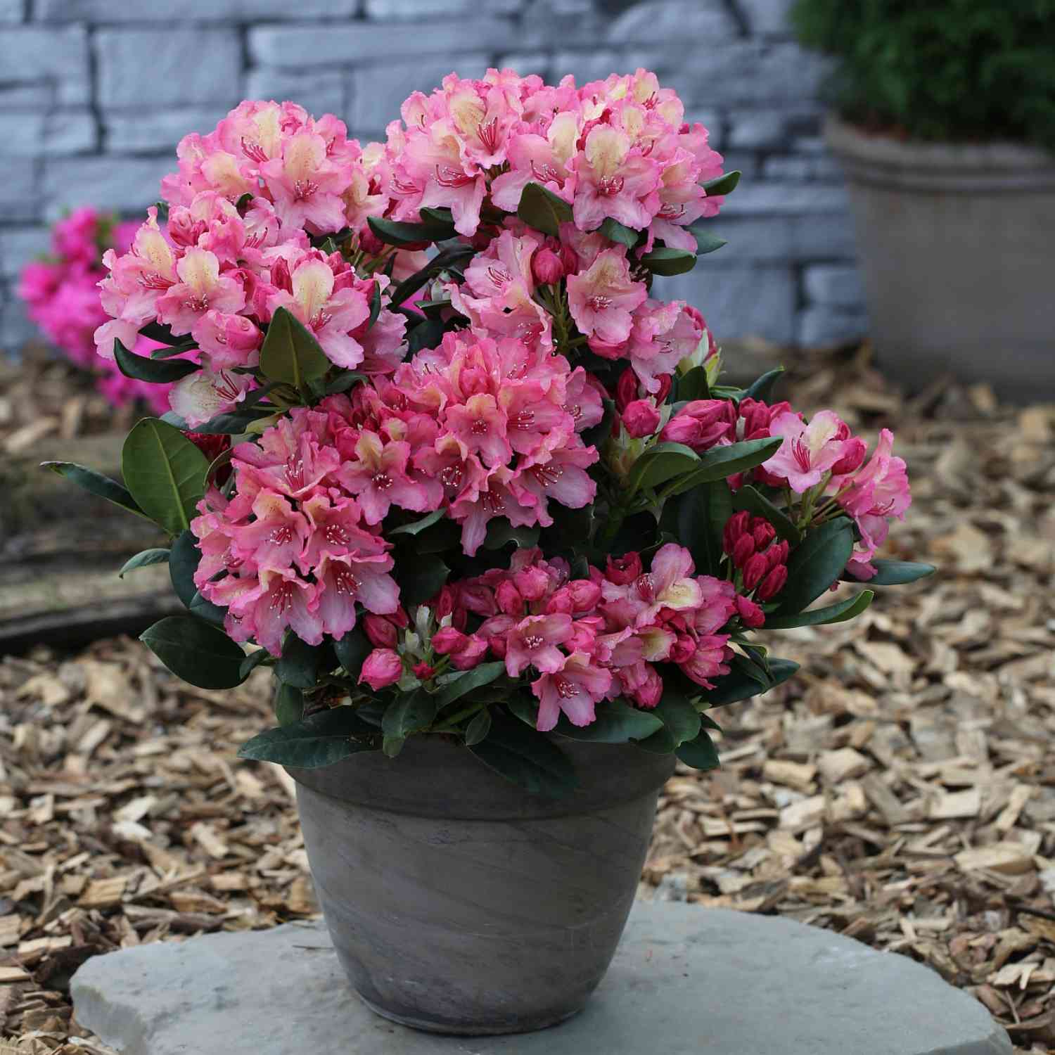 Rhododendron 'Brasilia®' Rhododendron 'Brasilia®'