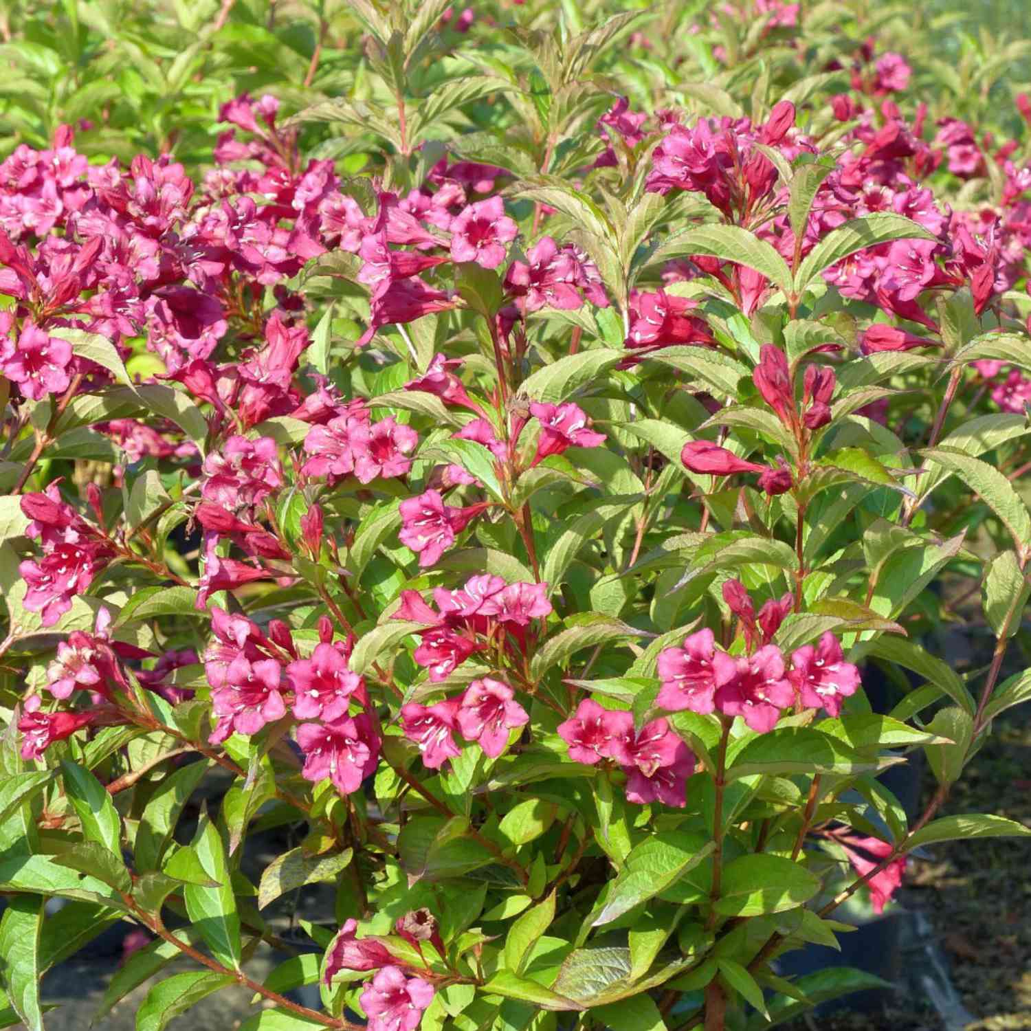 Weigelie 'Bristol Ruby'
