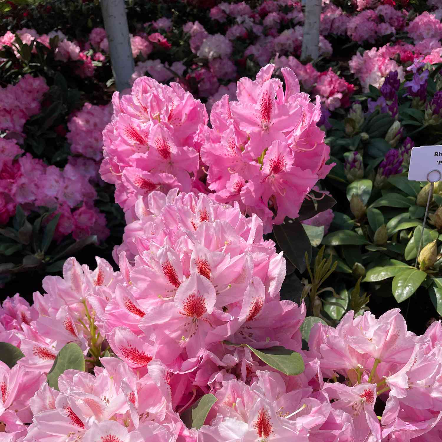Rhododendron 'Furnivall's Daughter' - Easydendron®