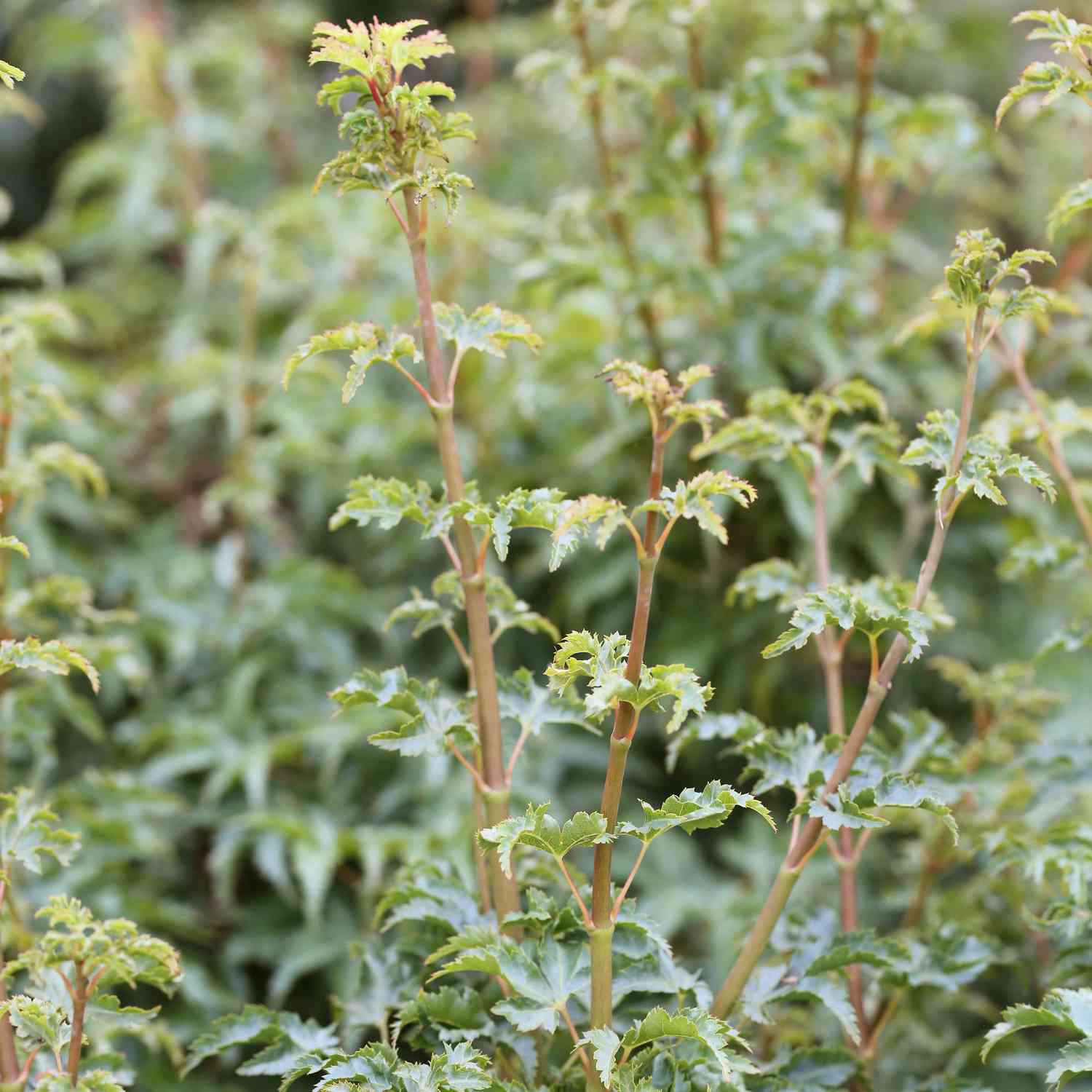 Fächerahorn 'Shishigashira' Fächerahorn 'Shishigashira'