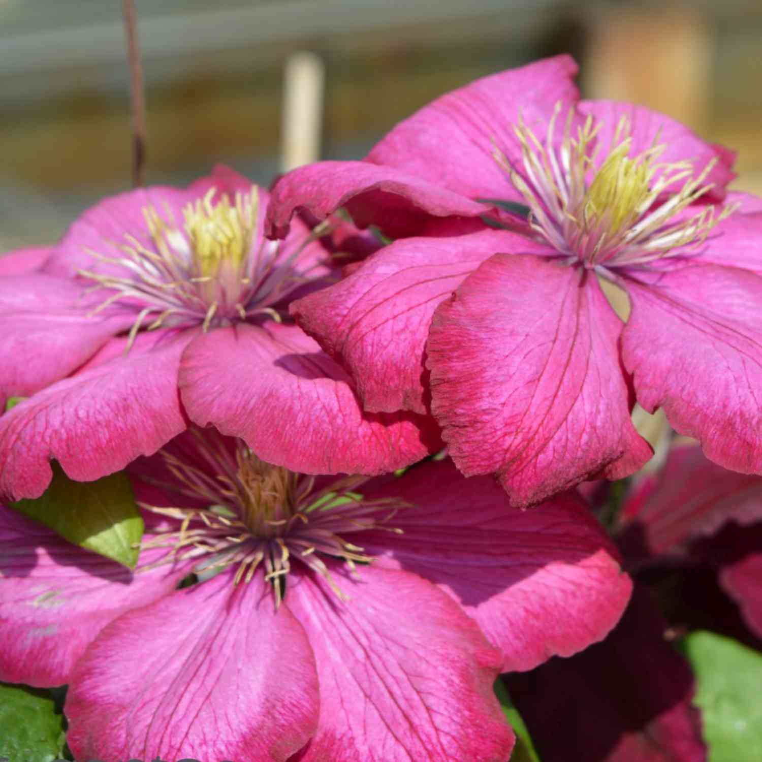 Clematis 'Ville de Lyon'