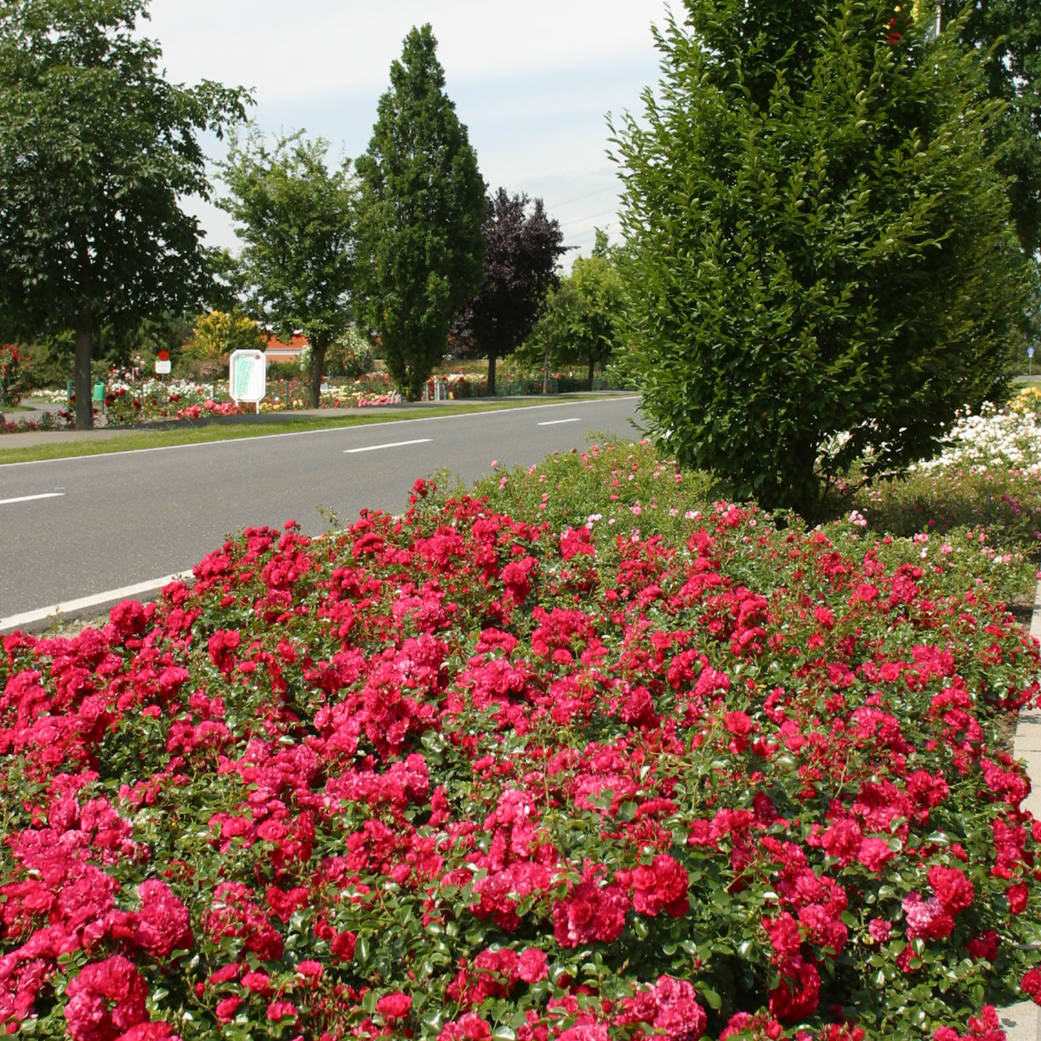Bodendeckerrose 'Gärtnerfreude®' - ADR-Rose