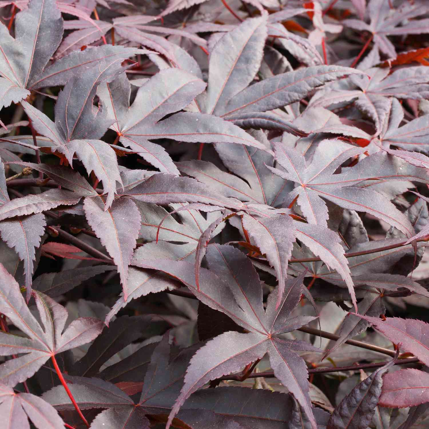 Rotblättriger Fächerahorn 'Bloodgood'