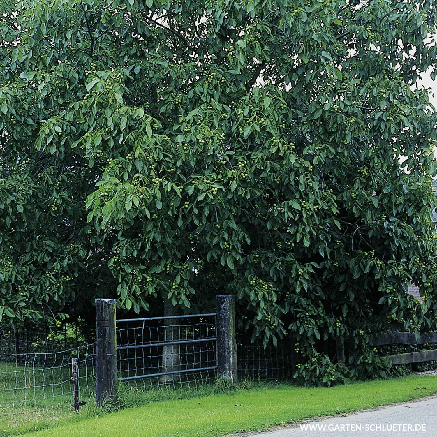 Kategorie <b>Nüsse </b> - Echte Walnuss (Sämling) Liefergröße: 80- 100 cm - Juglans regia