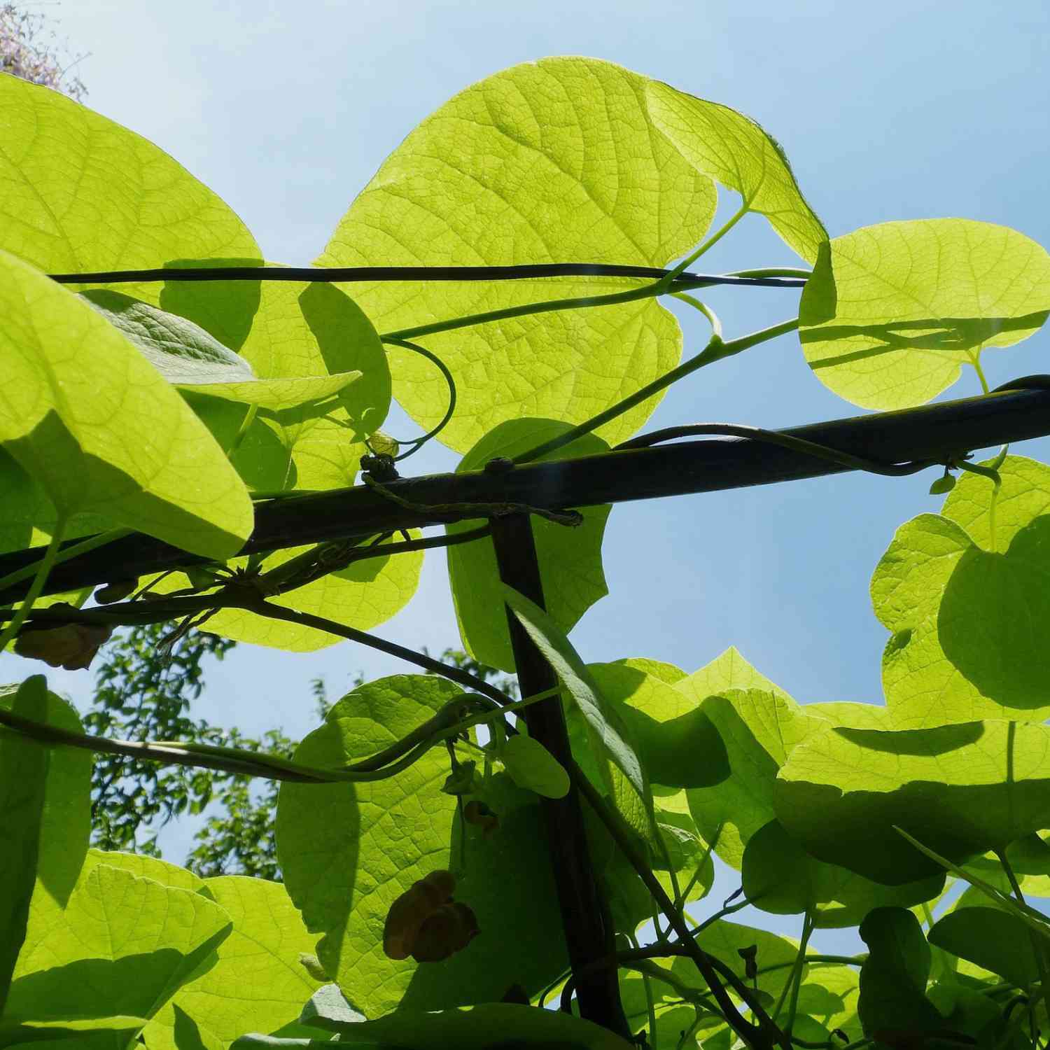 Riesenblättrige Pfeifenwinde