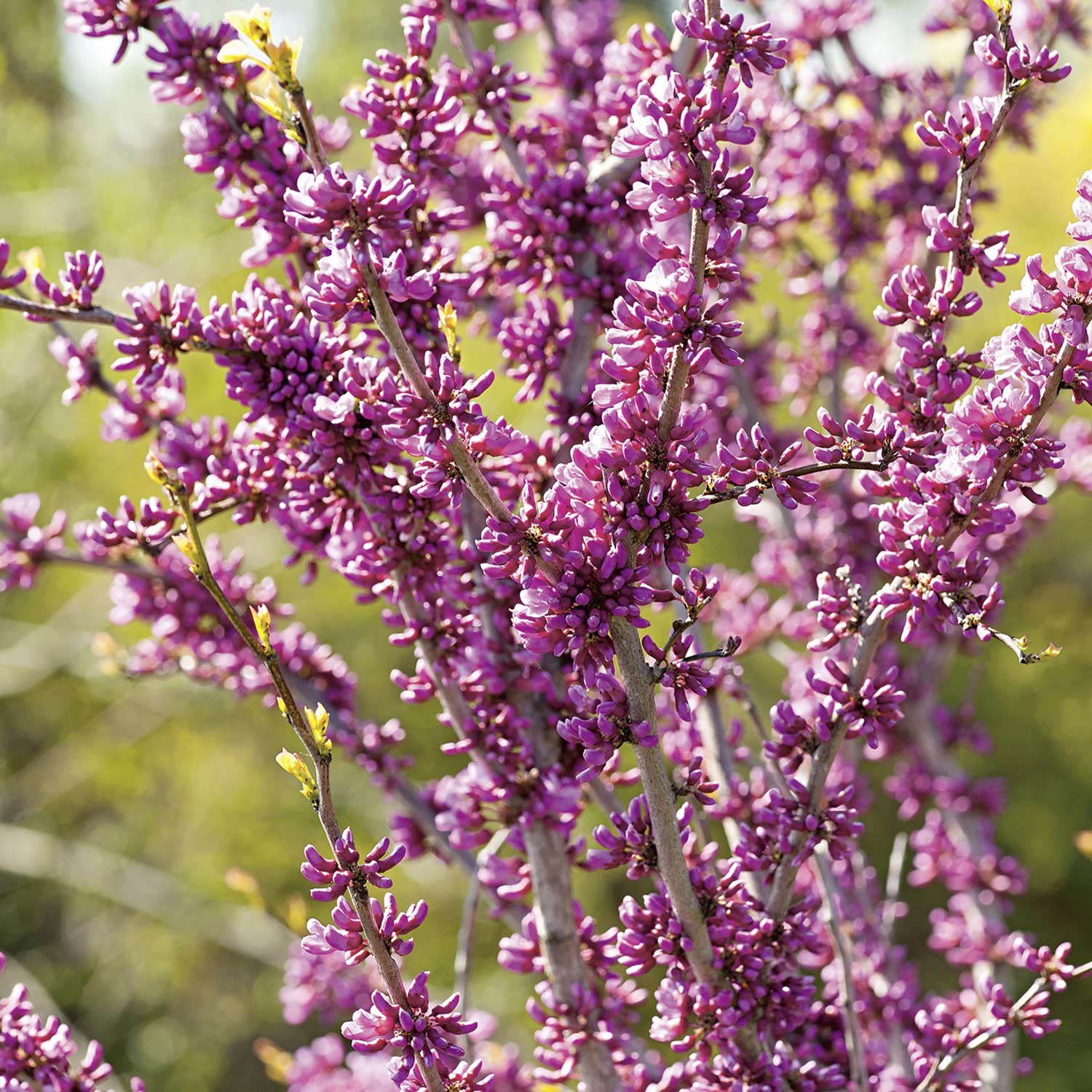 Chinesischer Judasbaum 'Avondale' C 3-5, 60 - 80 cm Liefergröße: 60 - 80 cm