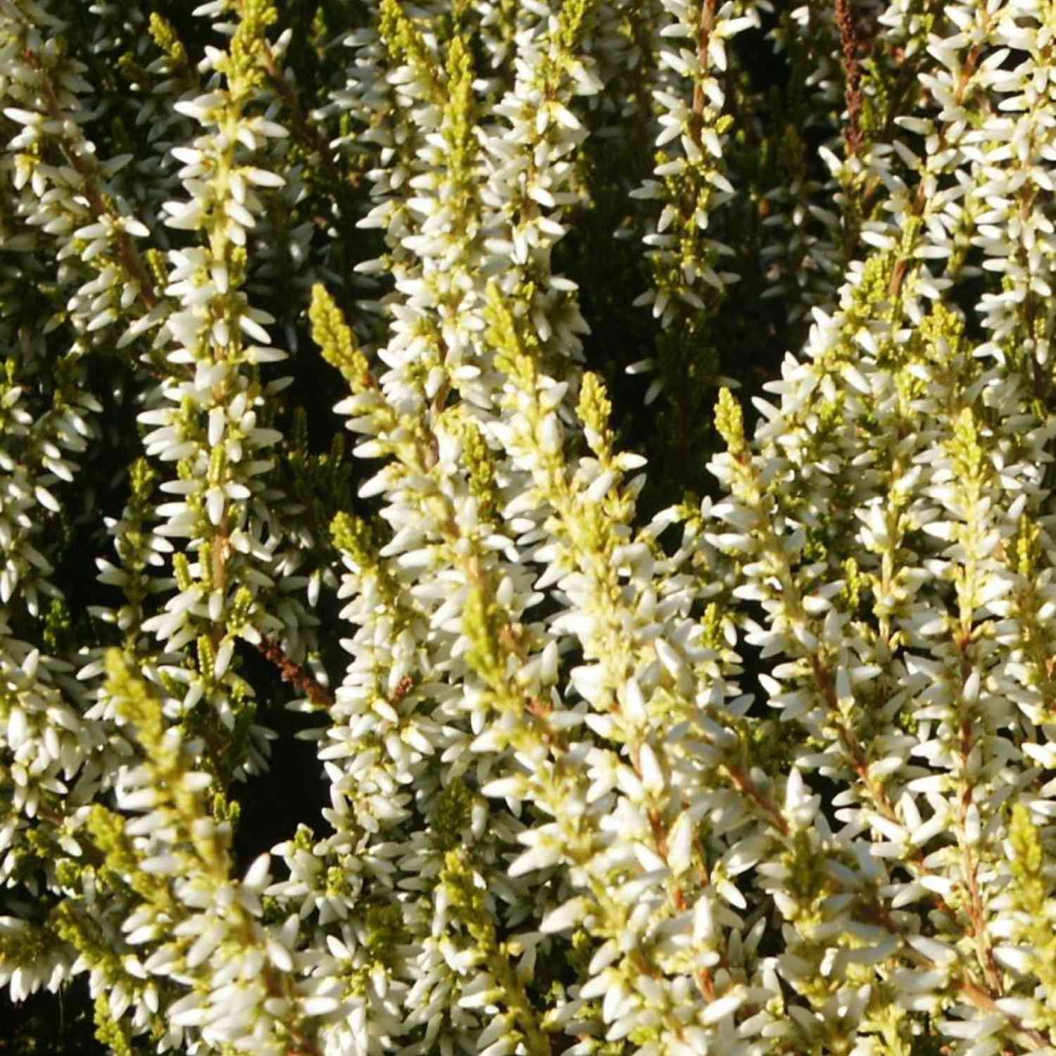 Winterharte Knospenheide 'Sandy' (Garden Girls®) Winterharte Knospenheide 'Sandy' (Garden Girls®)