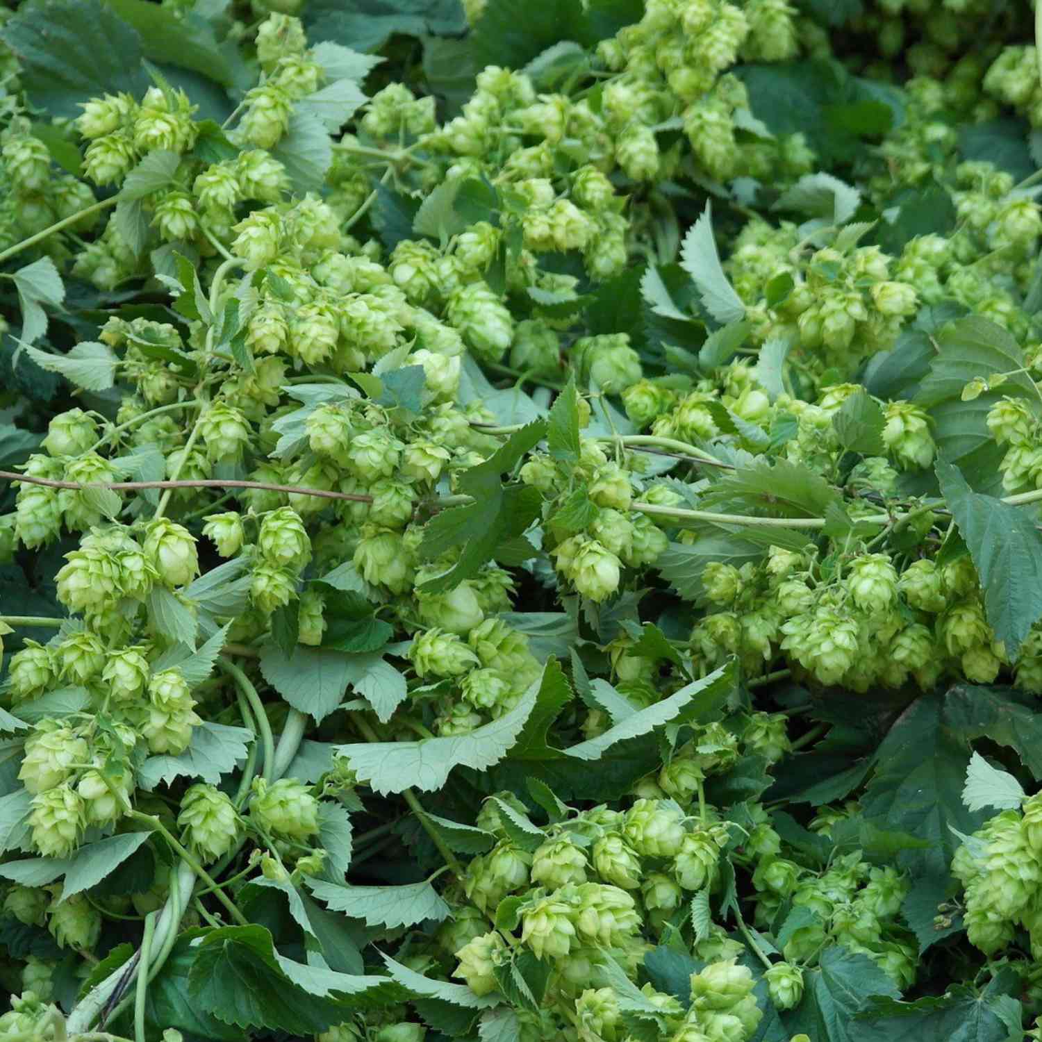 Wilder Hopfen