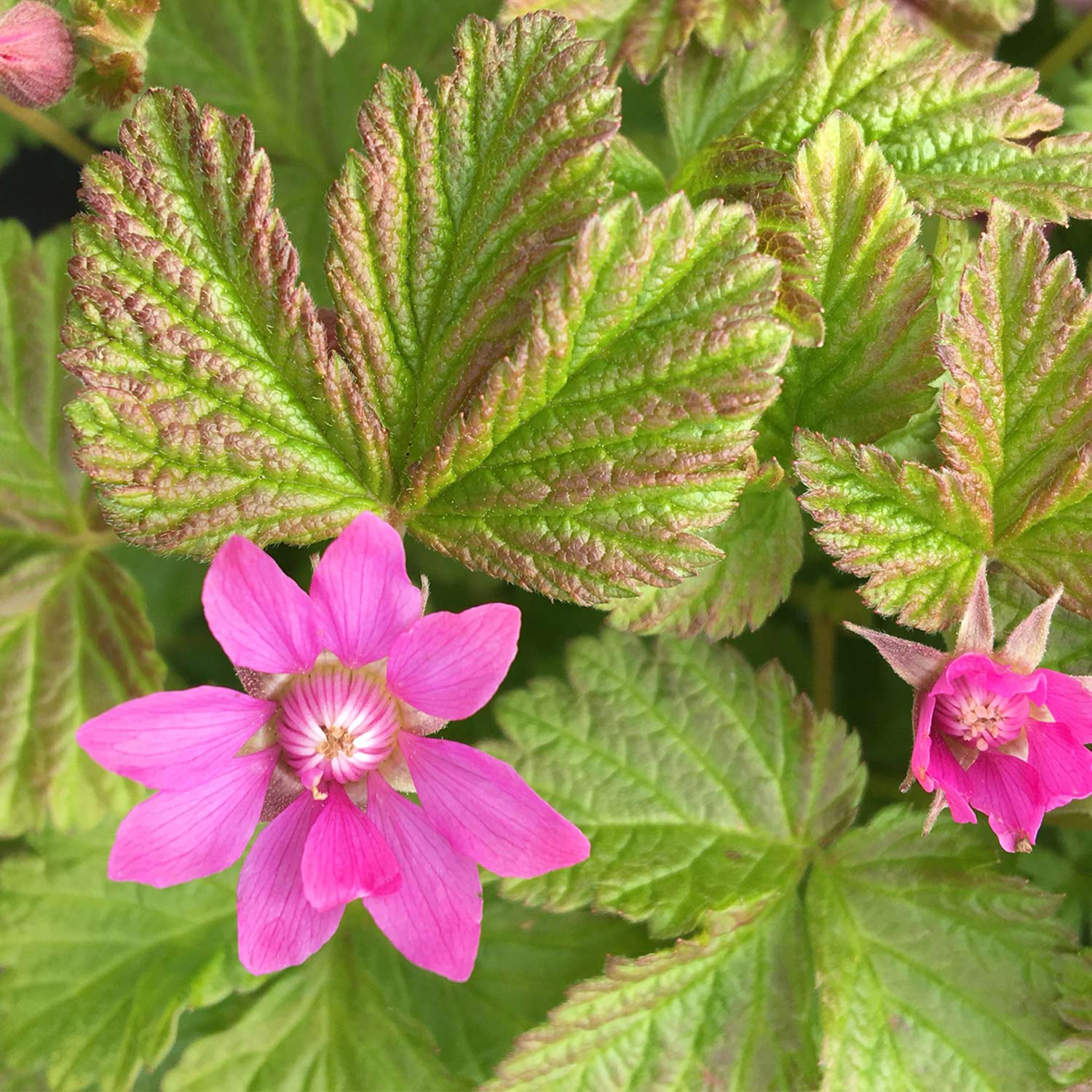 Allackerbeere 'Beata' Allackerbeere 'Beata'