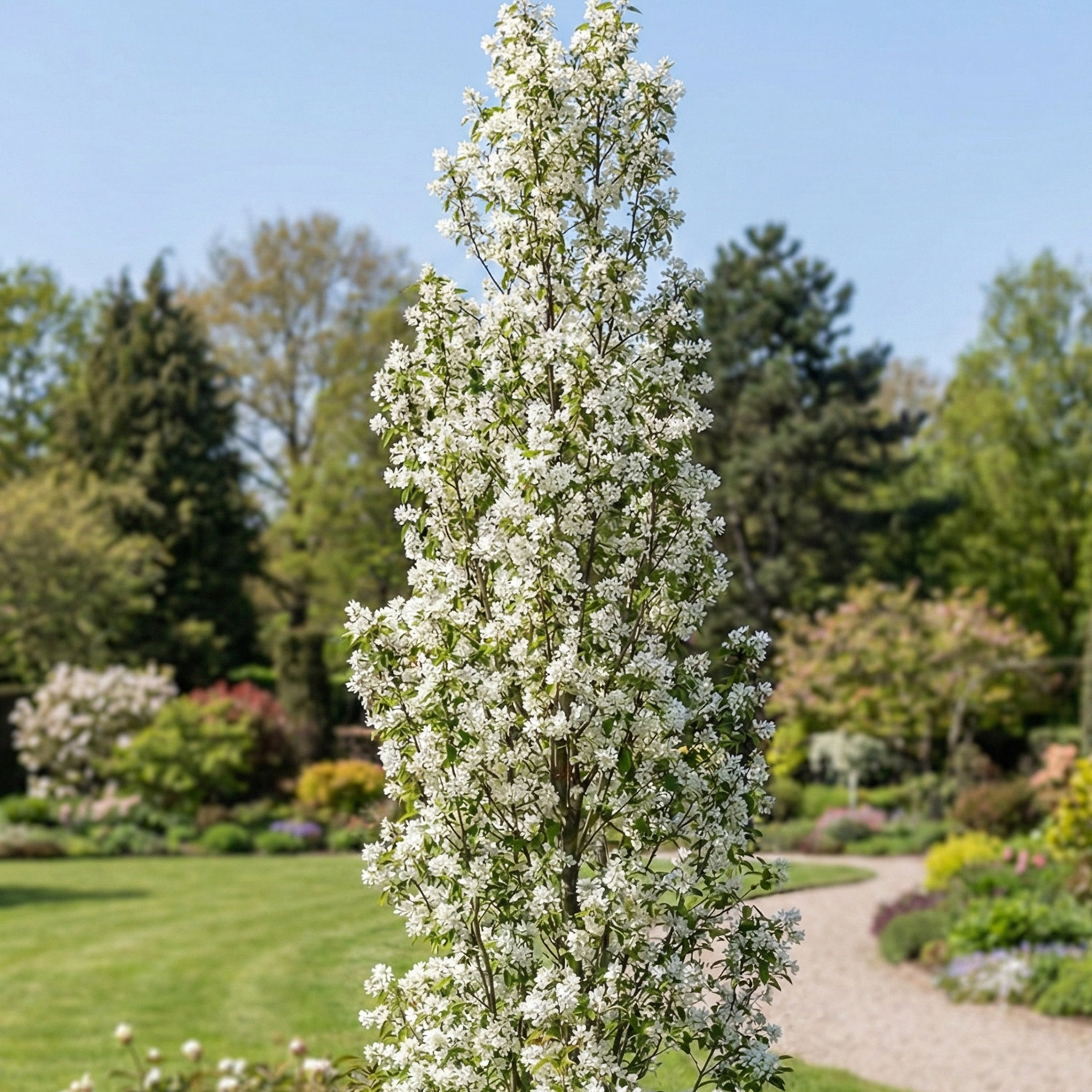 Kategorie <b>Blütensträucher und Ziergehölze </b> - Erlenblättrige Säulen-Felsenbirne Liefergröße: 40 - 60 cm - Amelanchier alnifolia 'Fastigiata'